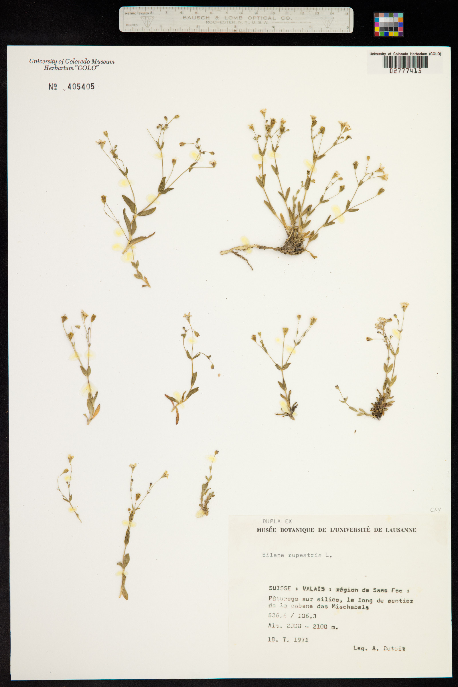 Silene rupestris image