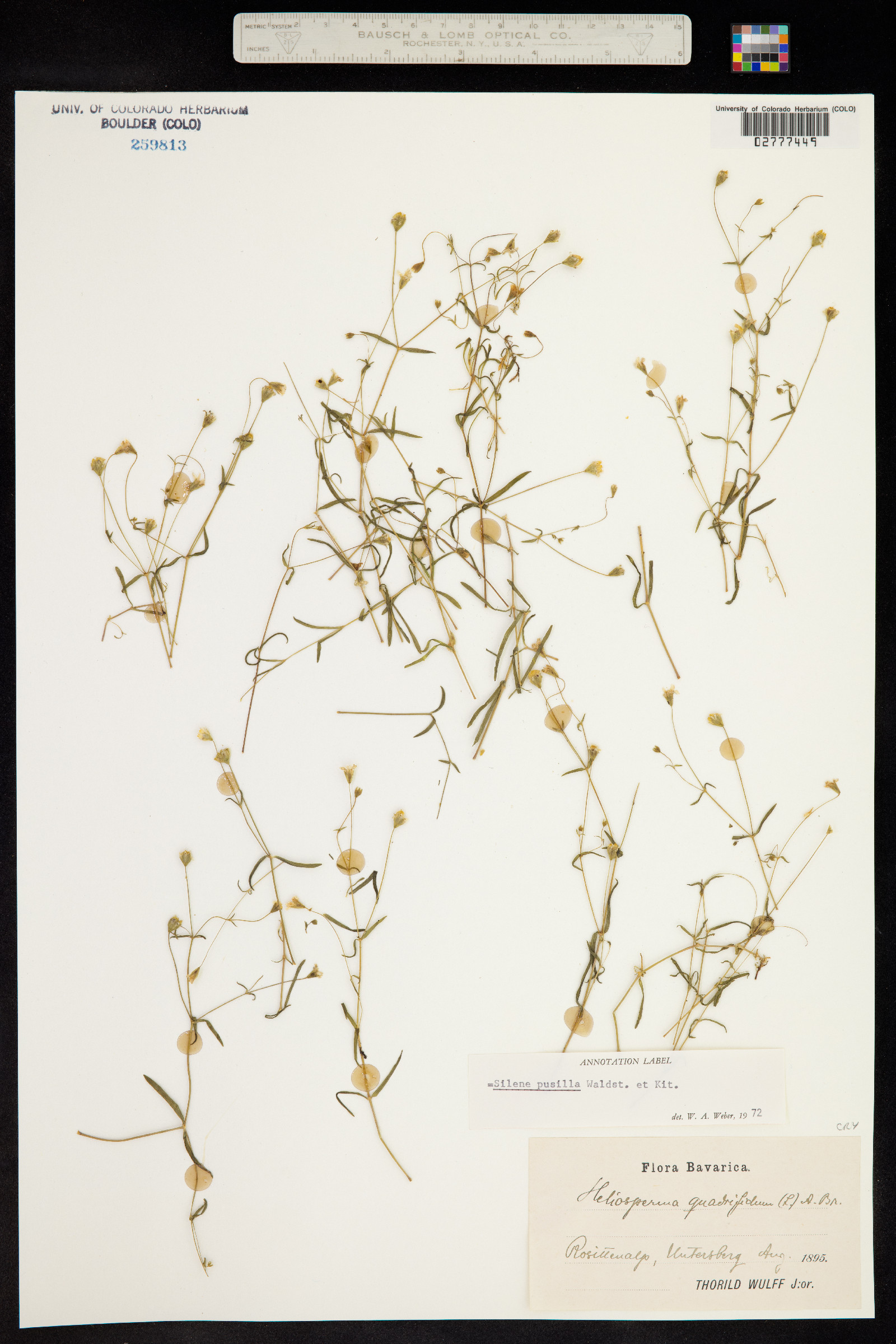 Heliosperma image