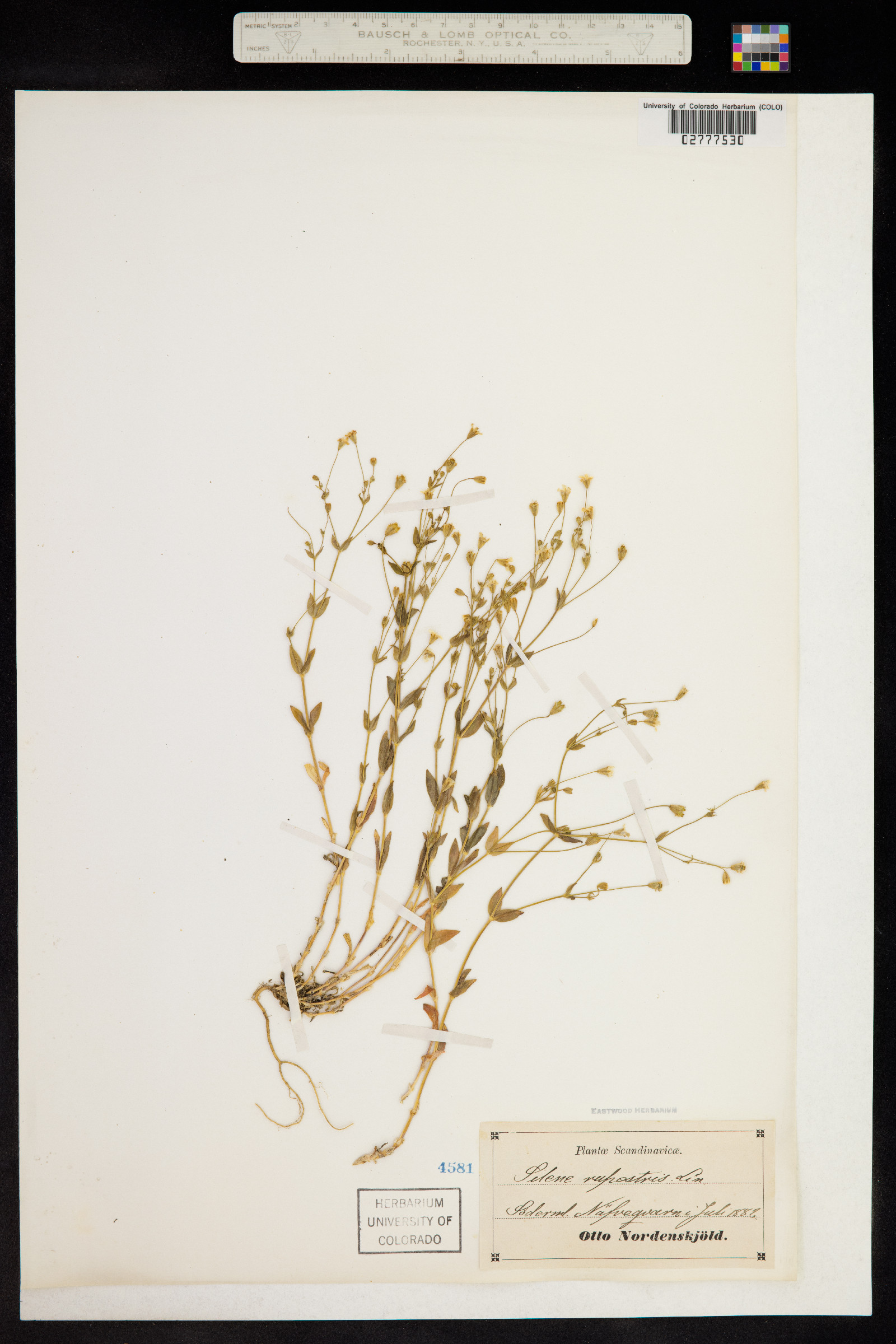 Silene rupestris image