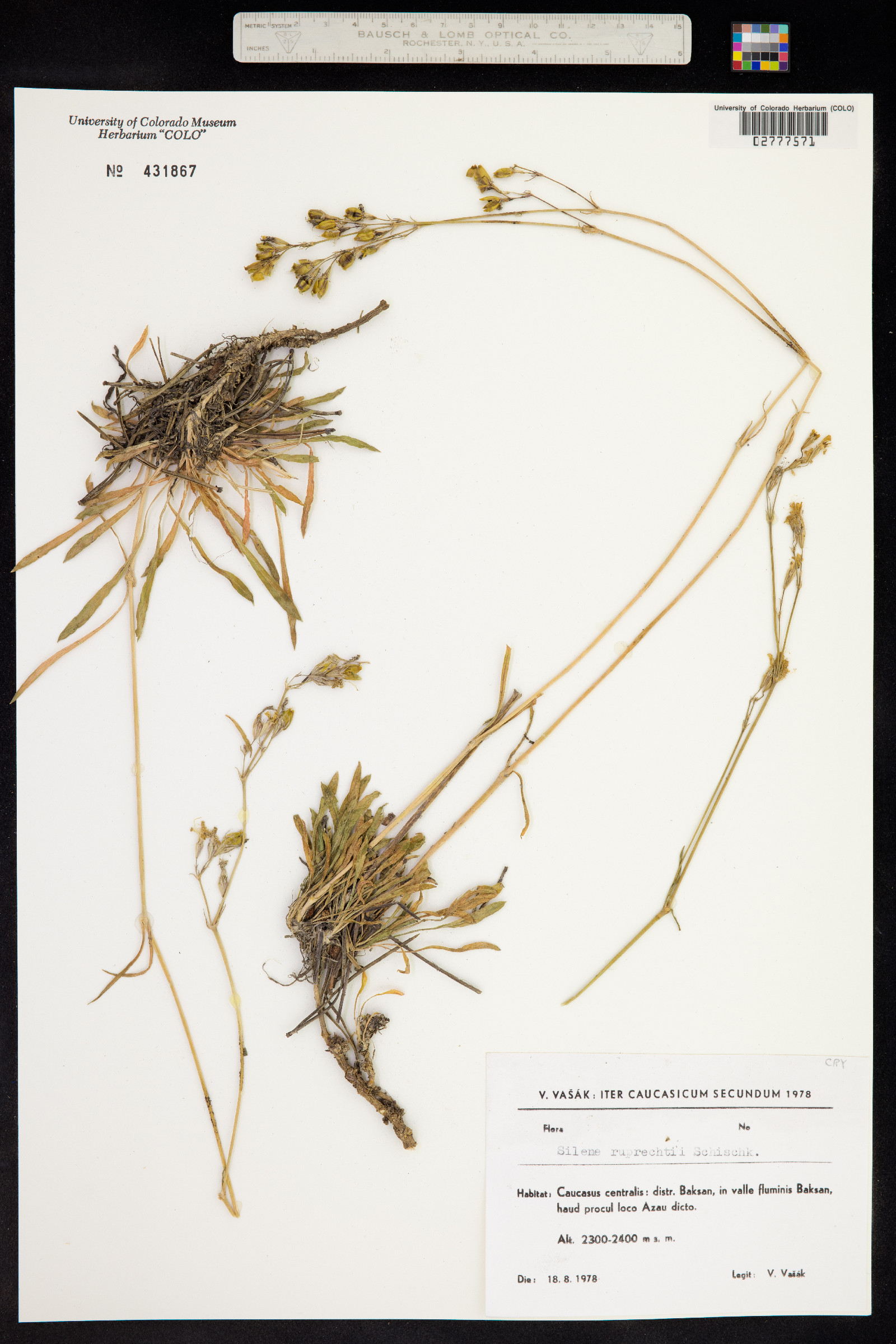 Silene ruprechtii image