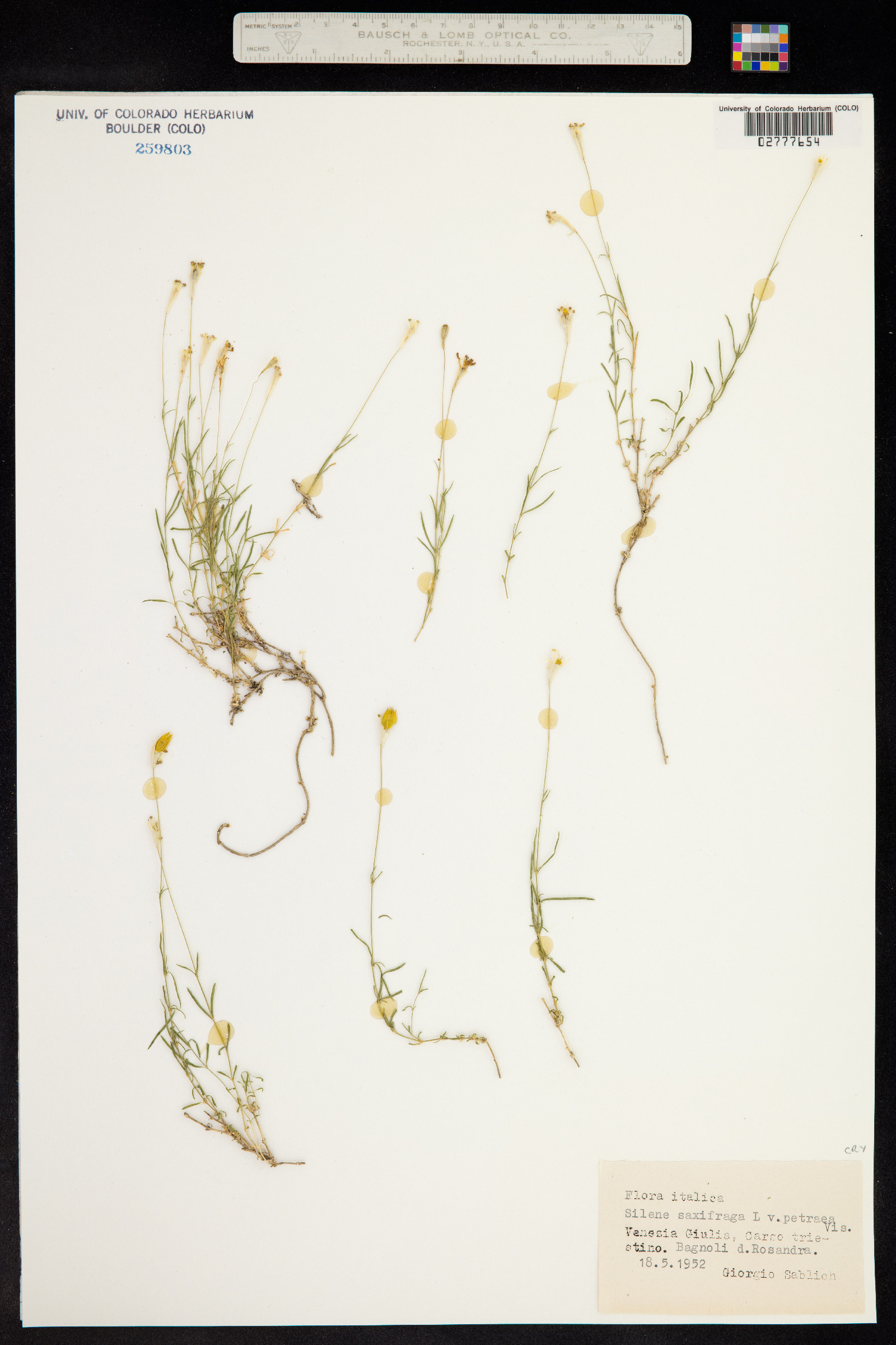 Silene saxifraga image