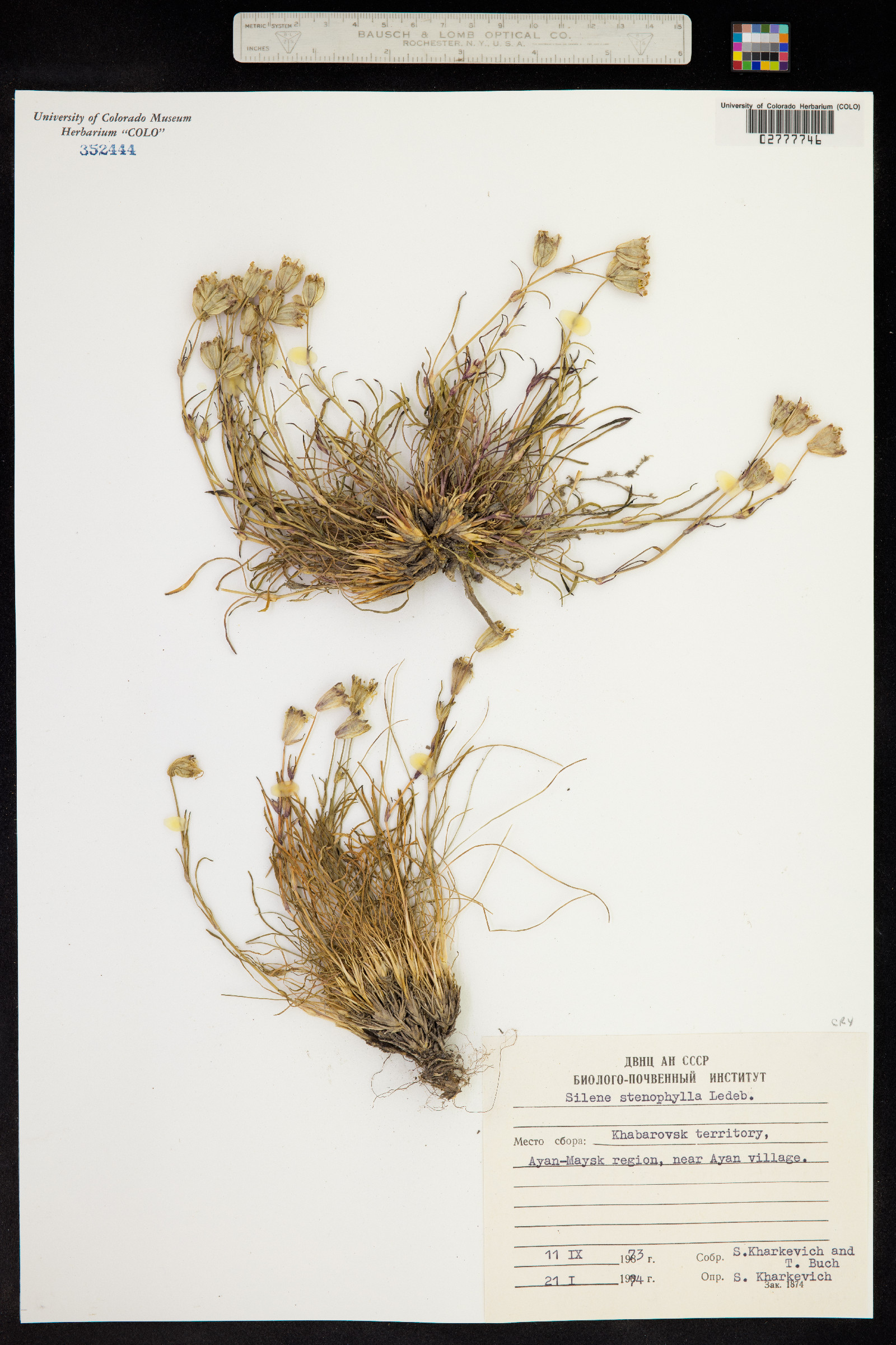 Silene stenophylla image