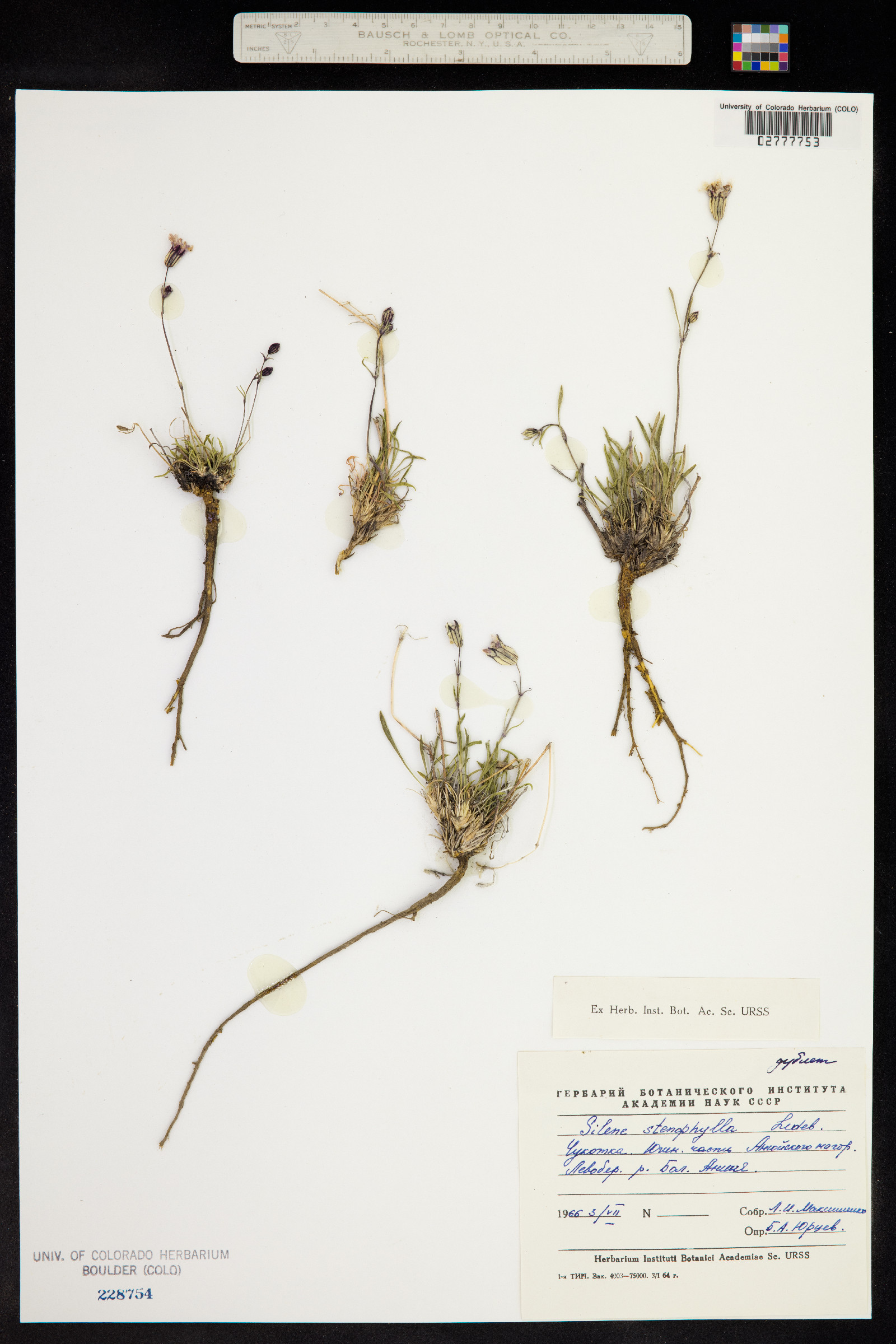 Silene stenophylla image