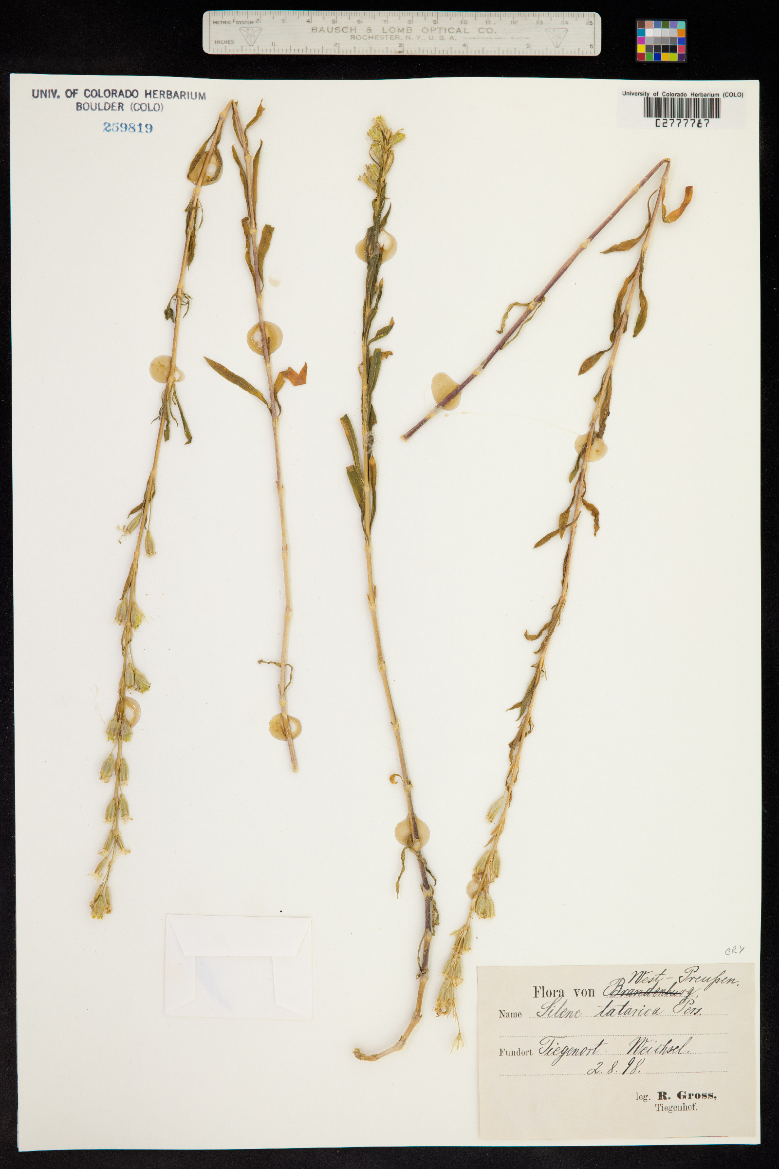 Silene tatarica image