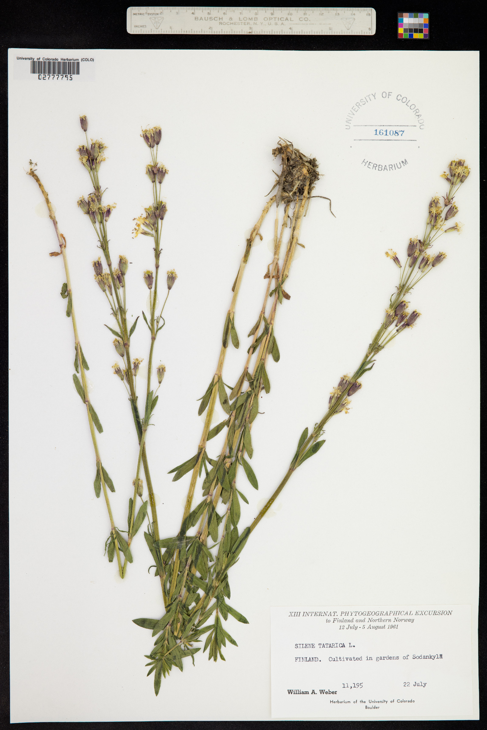 Silene tatarica image