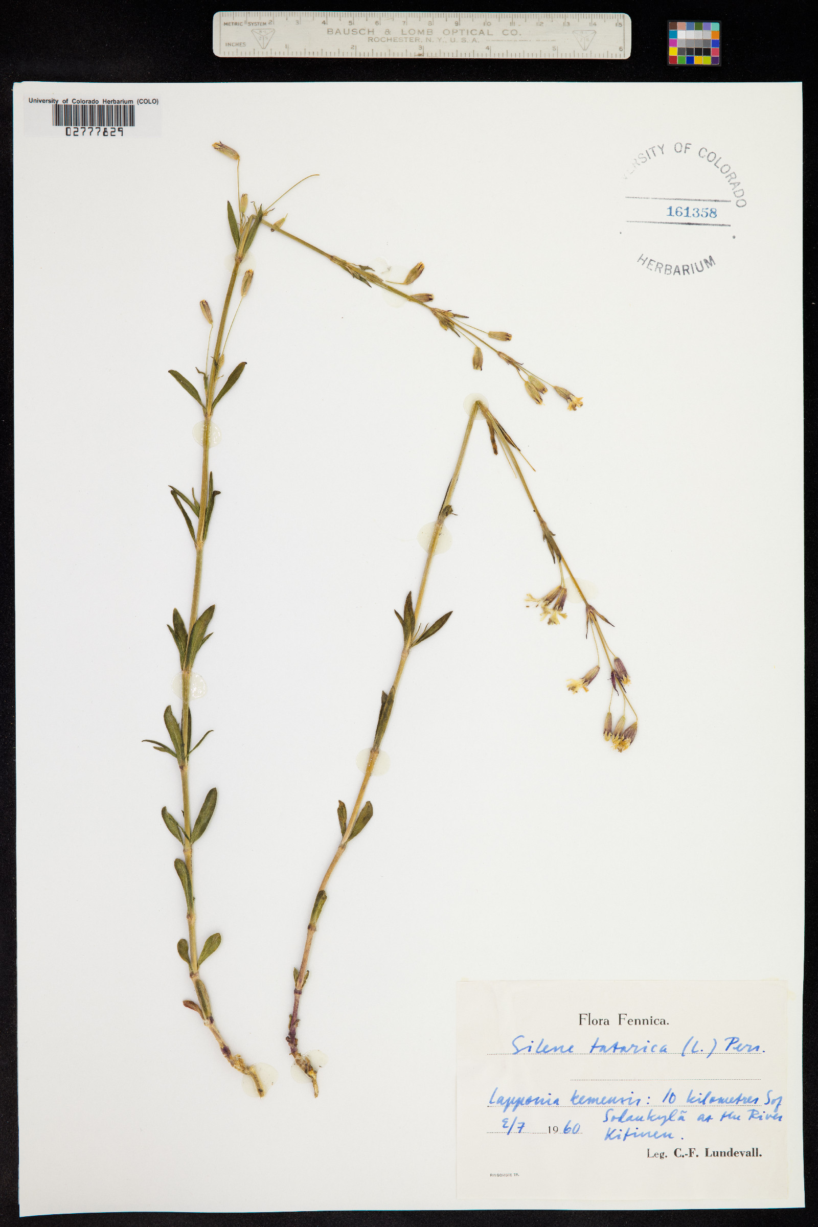 Silene tatarica image