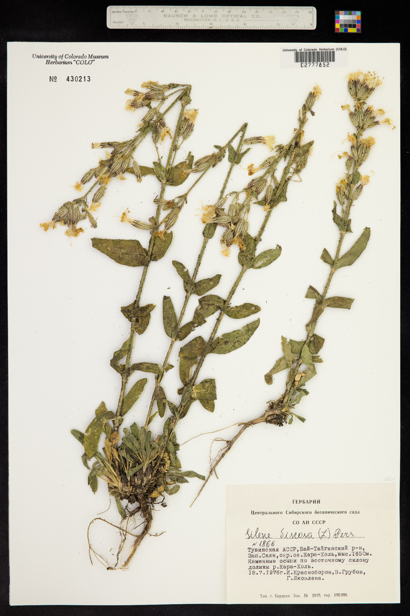 Silene viscosa image