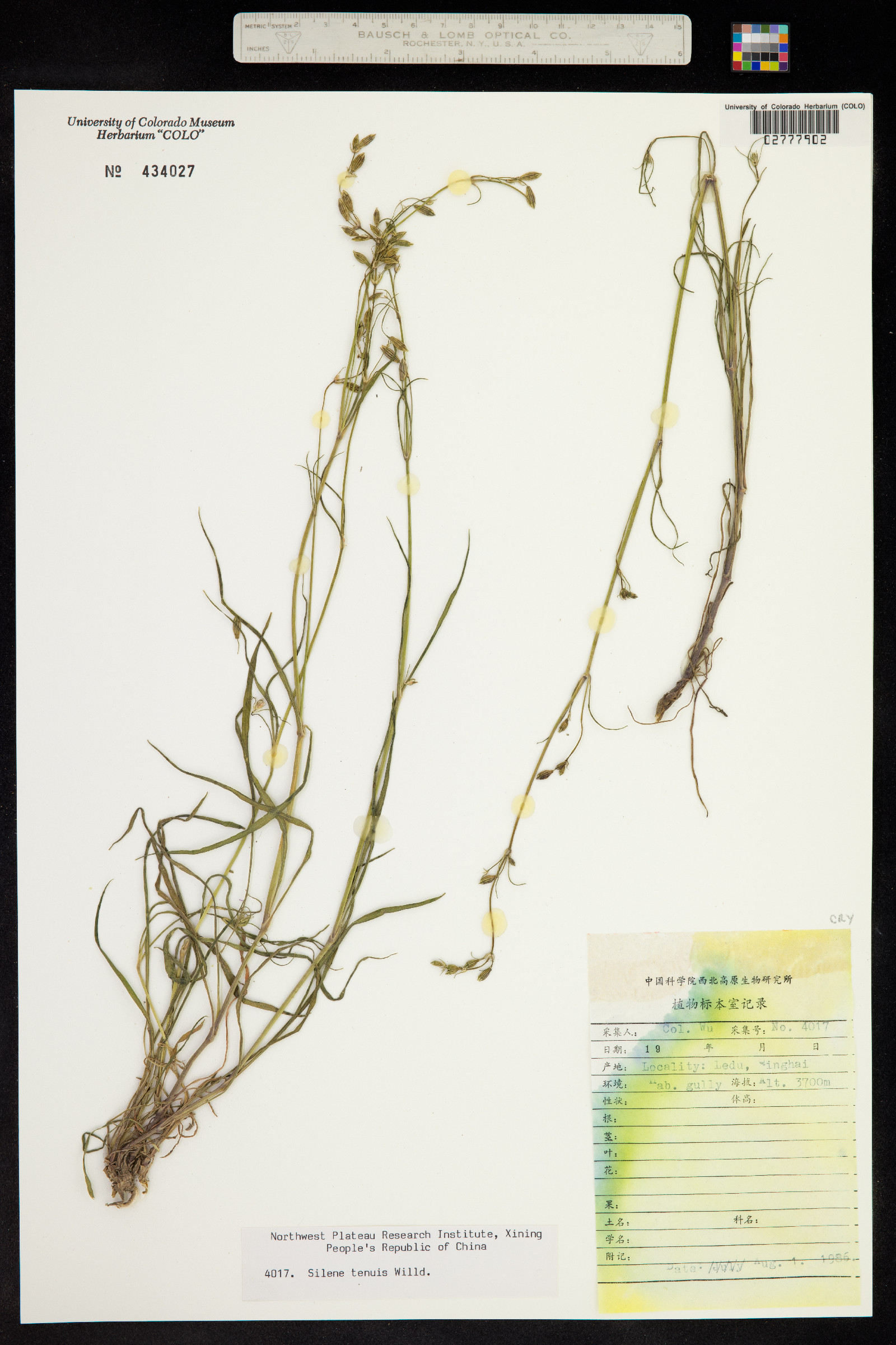 Silene tenuis image