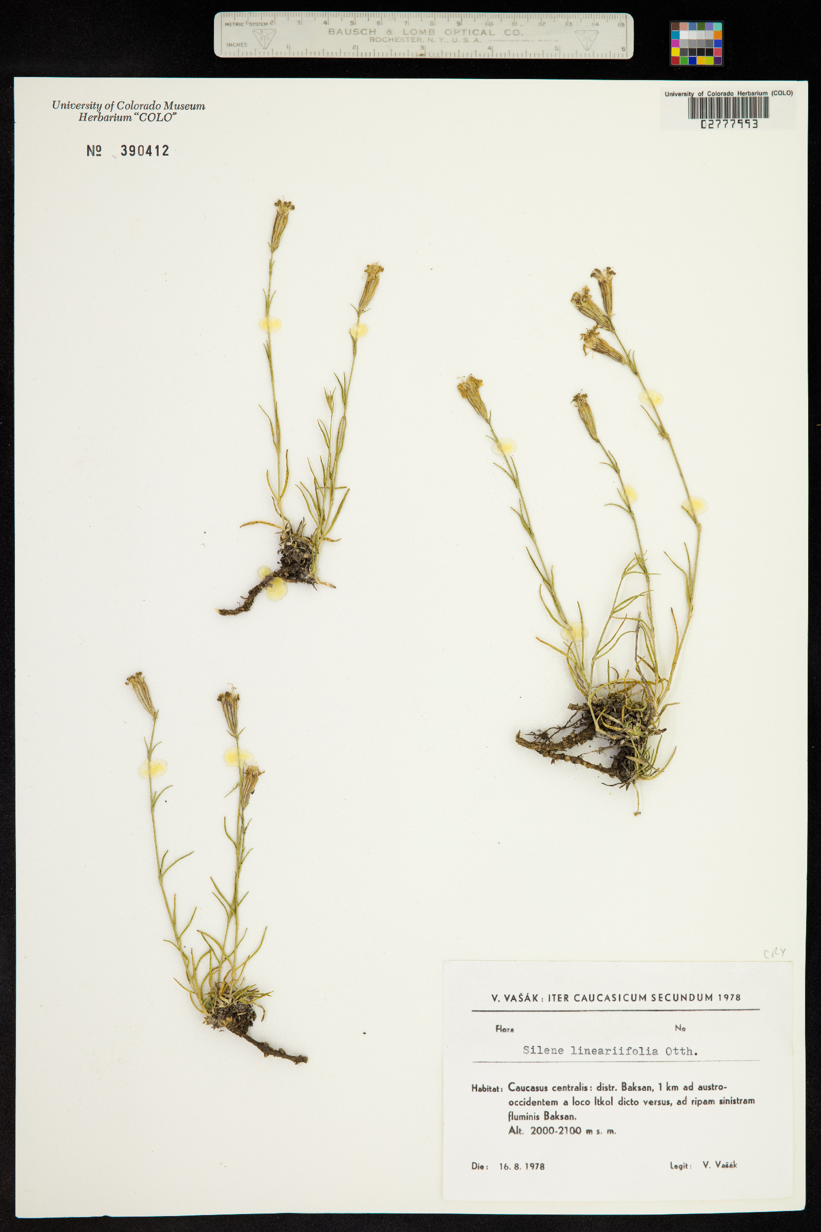 Silene linearifolia image