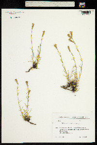 Silene linearifolia image