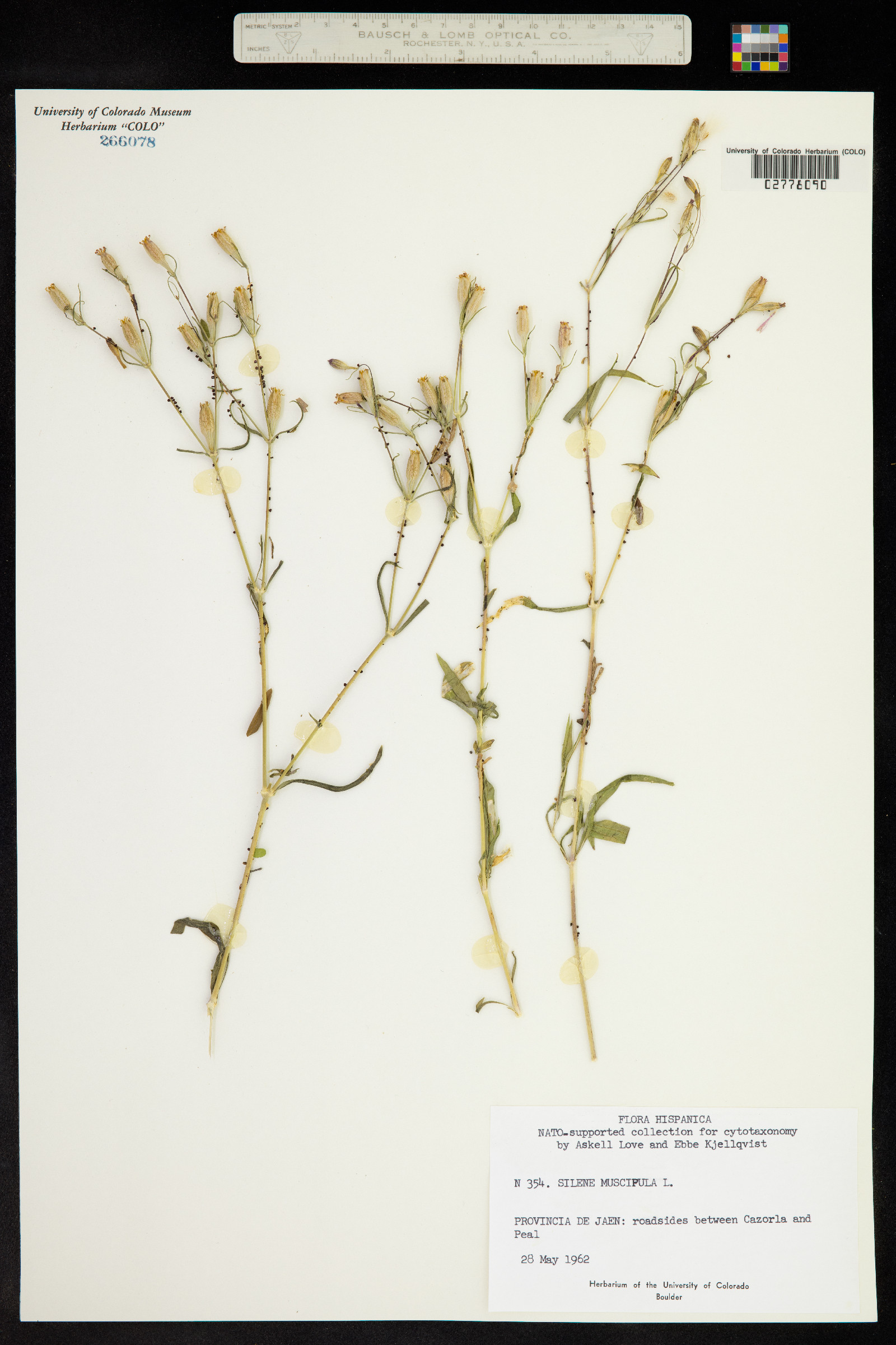 Silene muscipula image