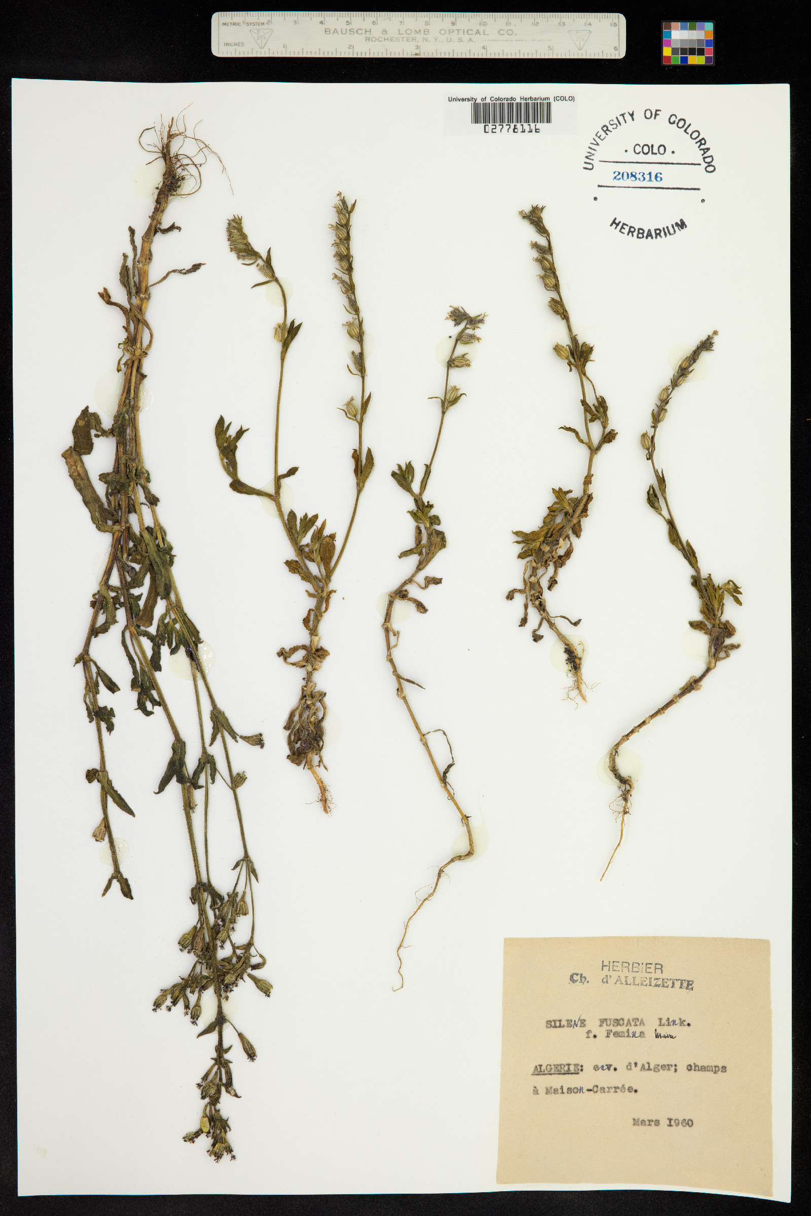 Silene fuscata image
