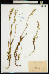 Image of Silene secundiflora