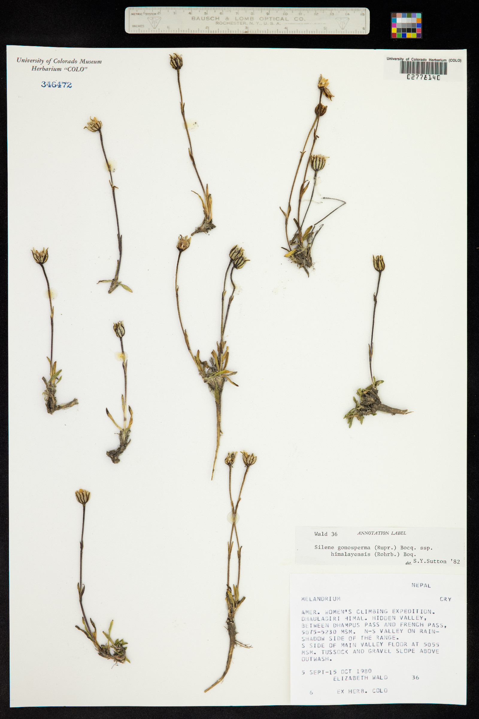 Silene gonosperma image