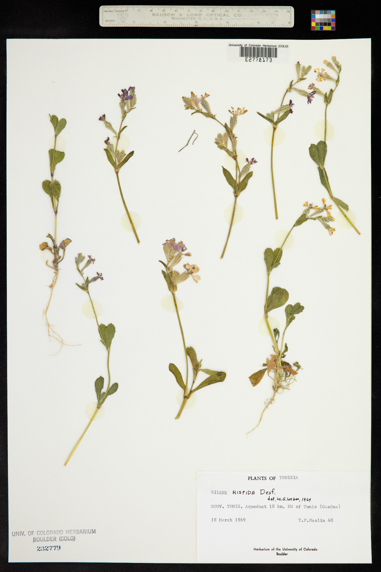 Silene bellidifolia image