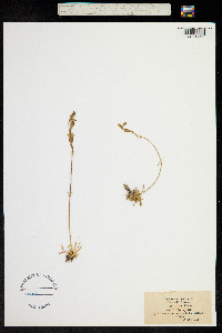 Silene ciliata image