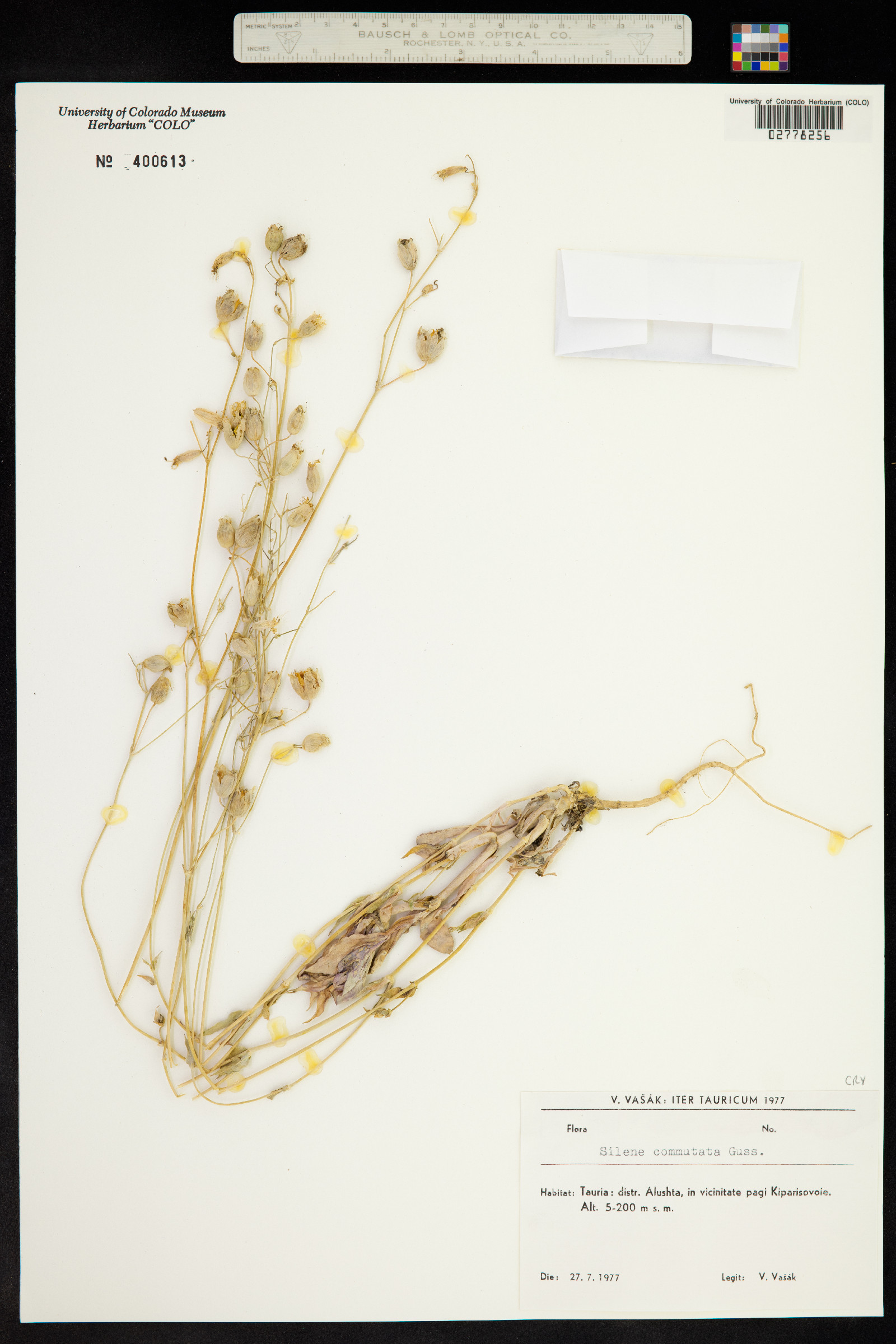 Silene commutata image