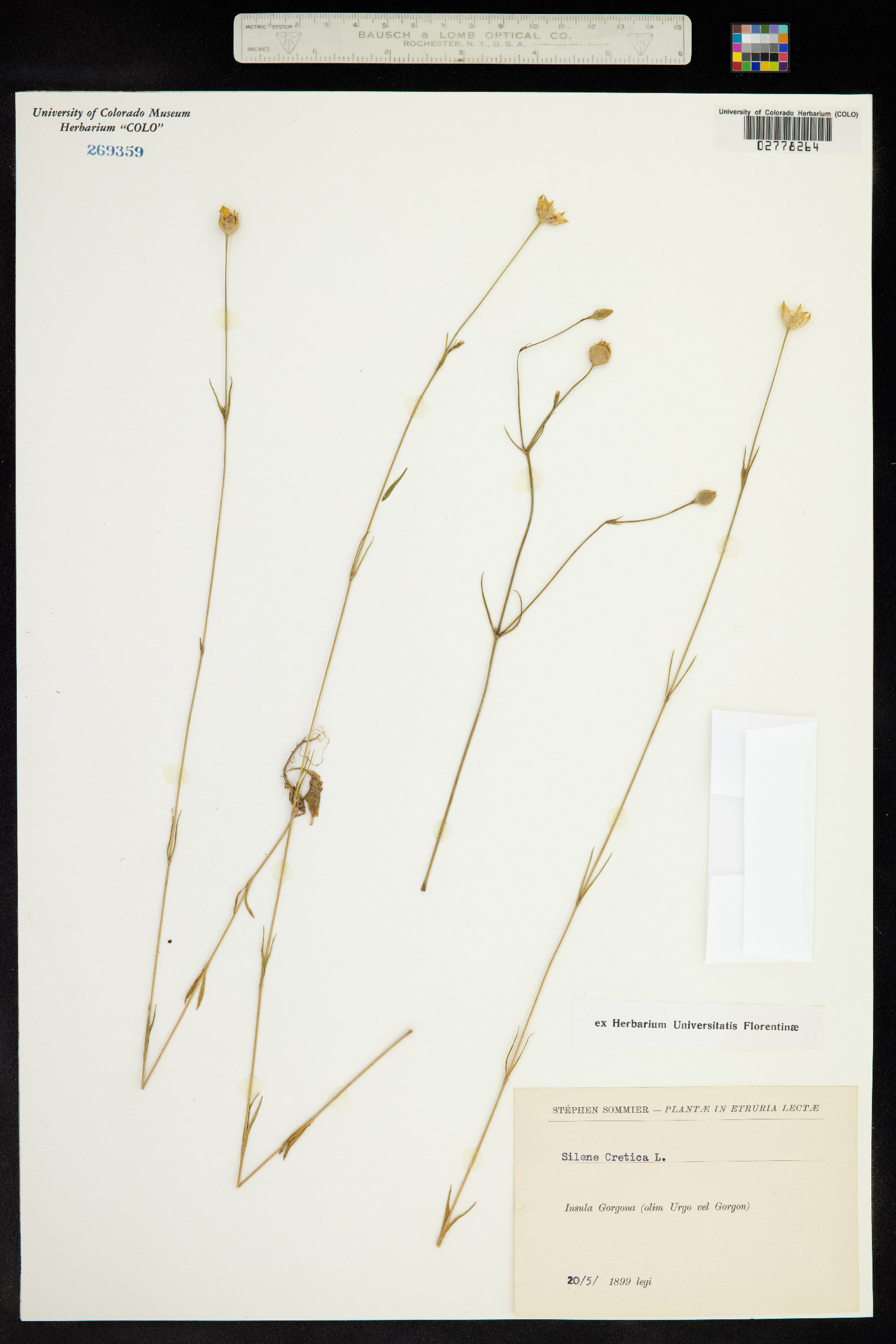 Silene cretica image