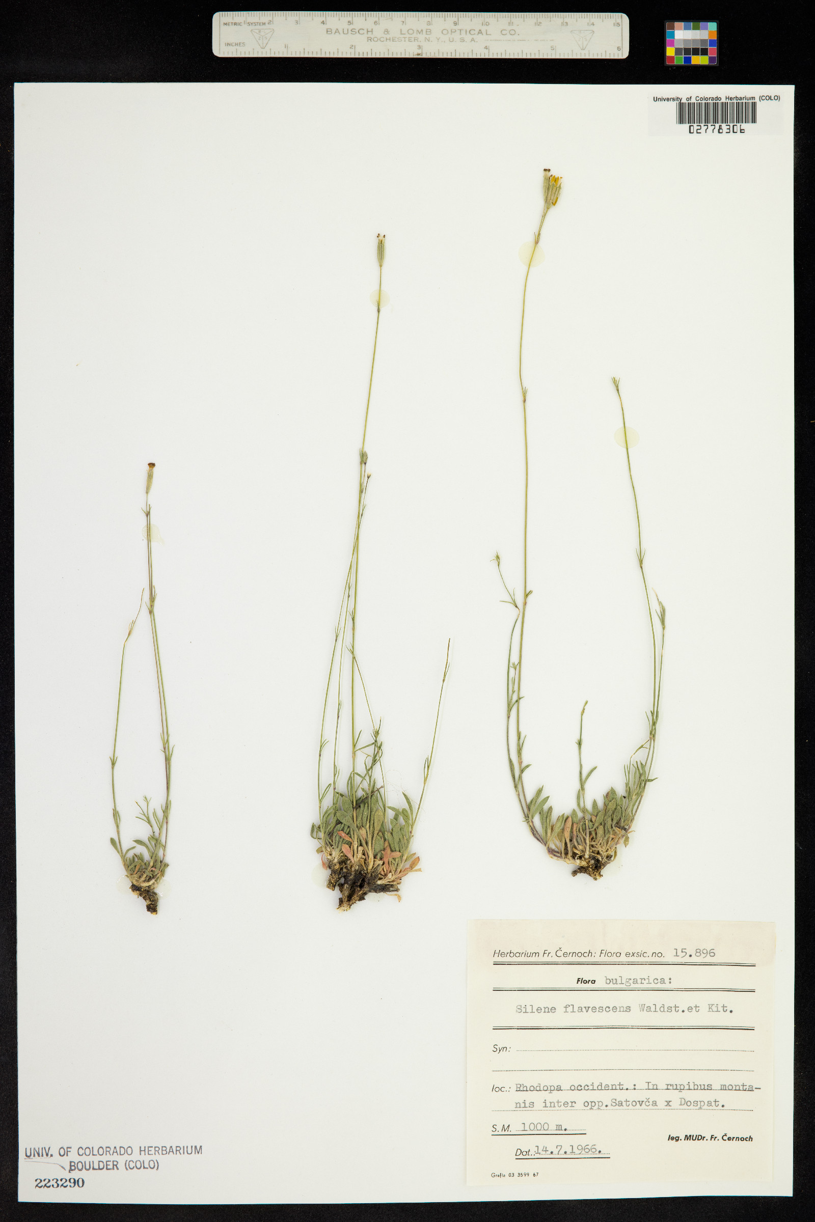 Silene flavescens image