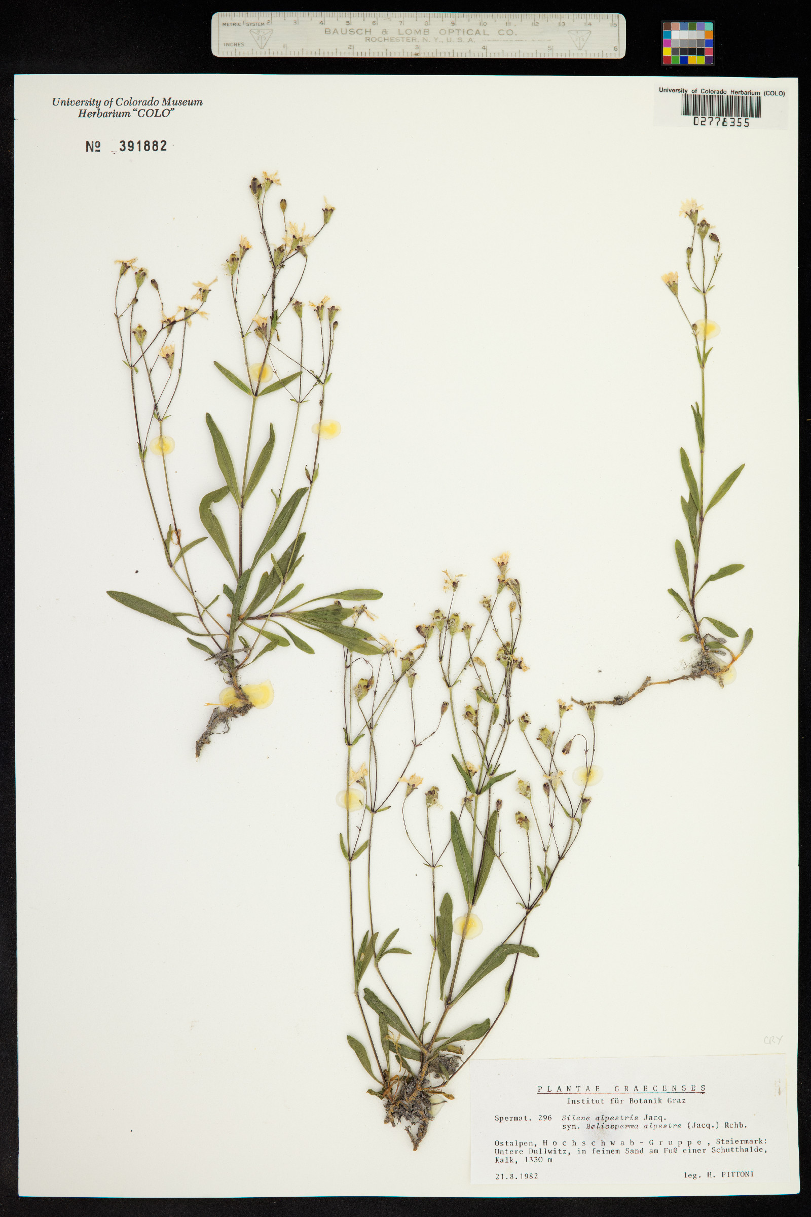 Silene alpestris image