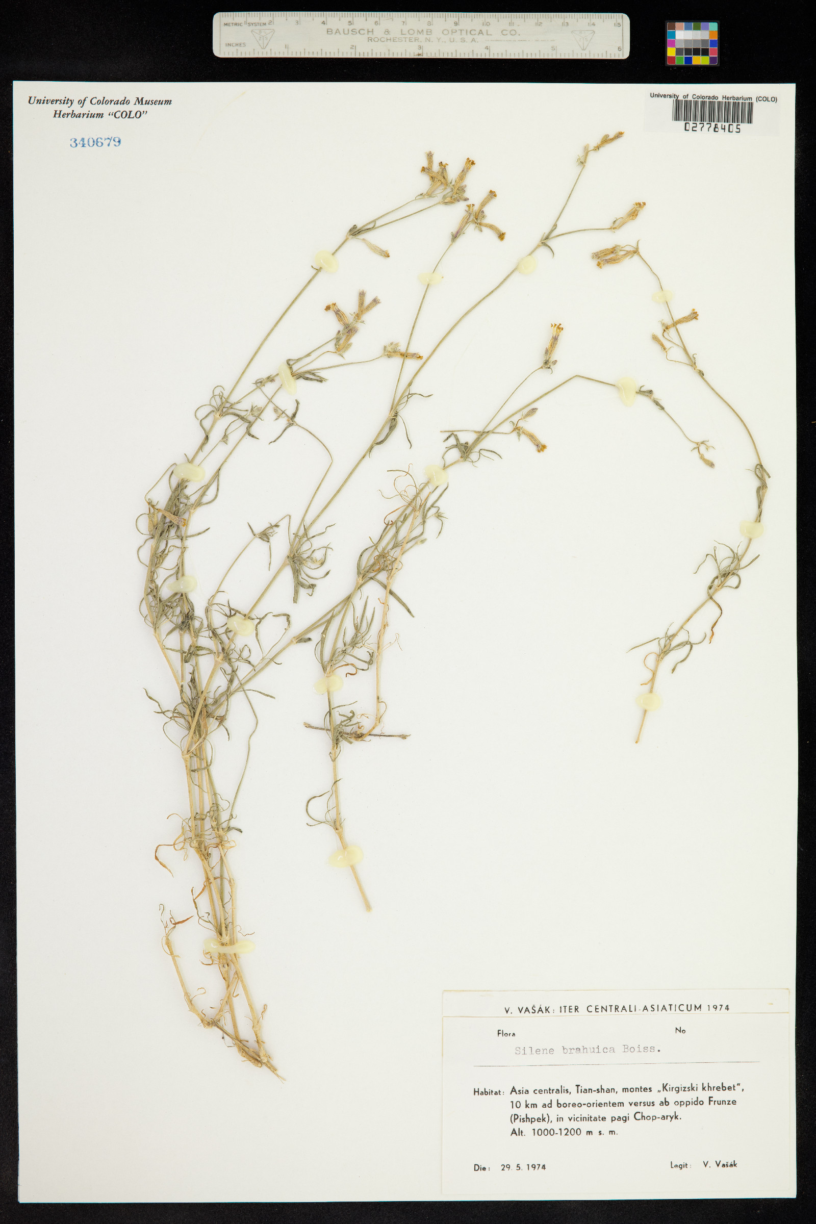 Silene brahuica image