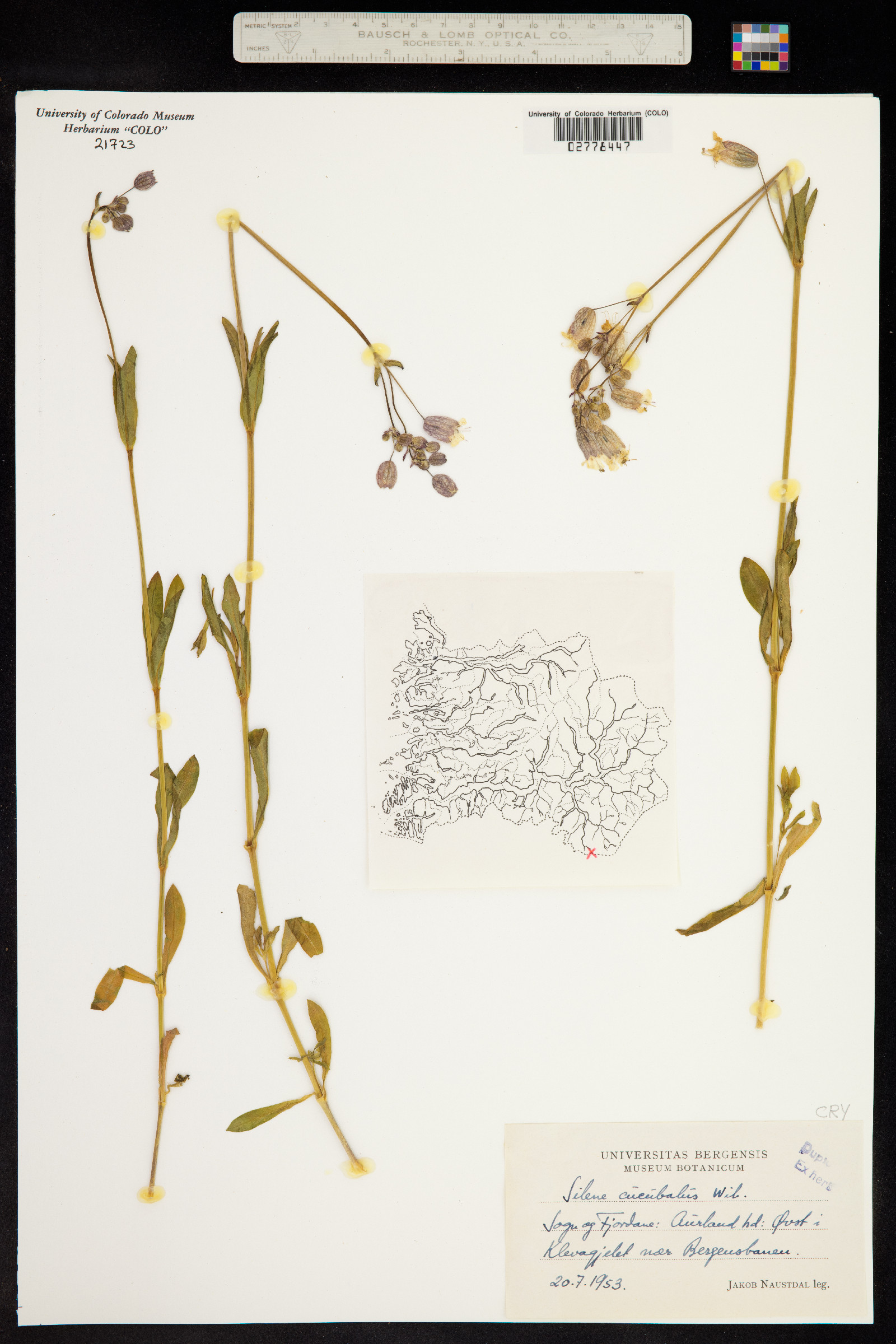 Silene vulgaris image