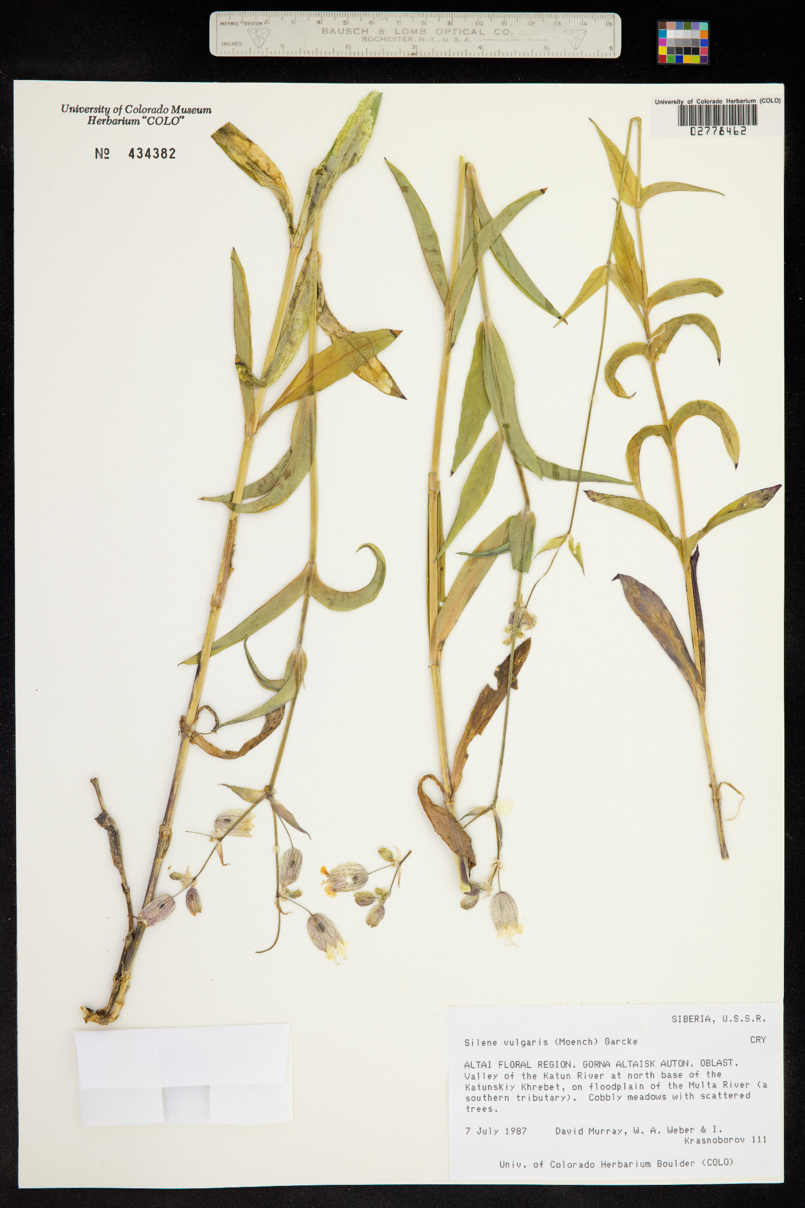 Silene vulgaris image