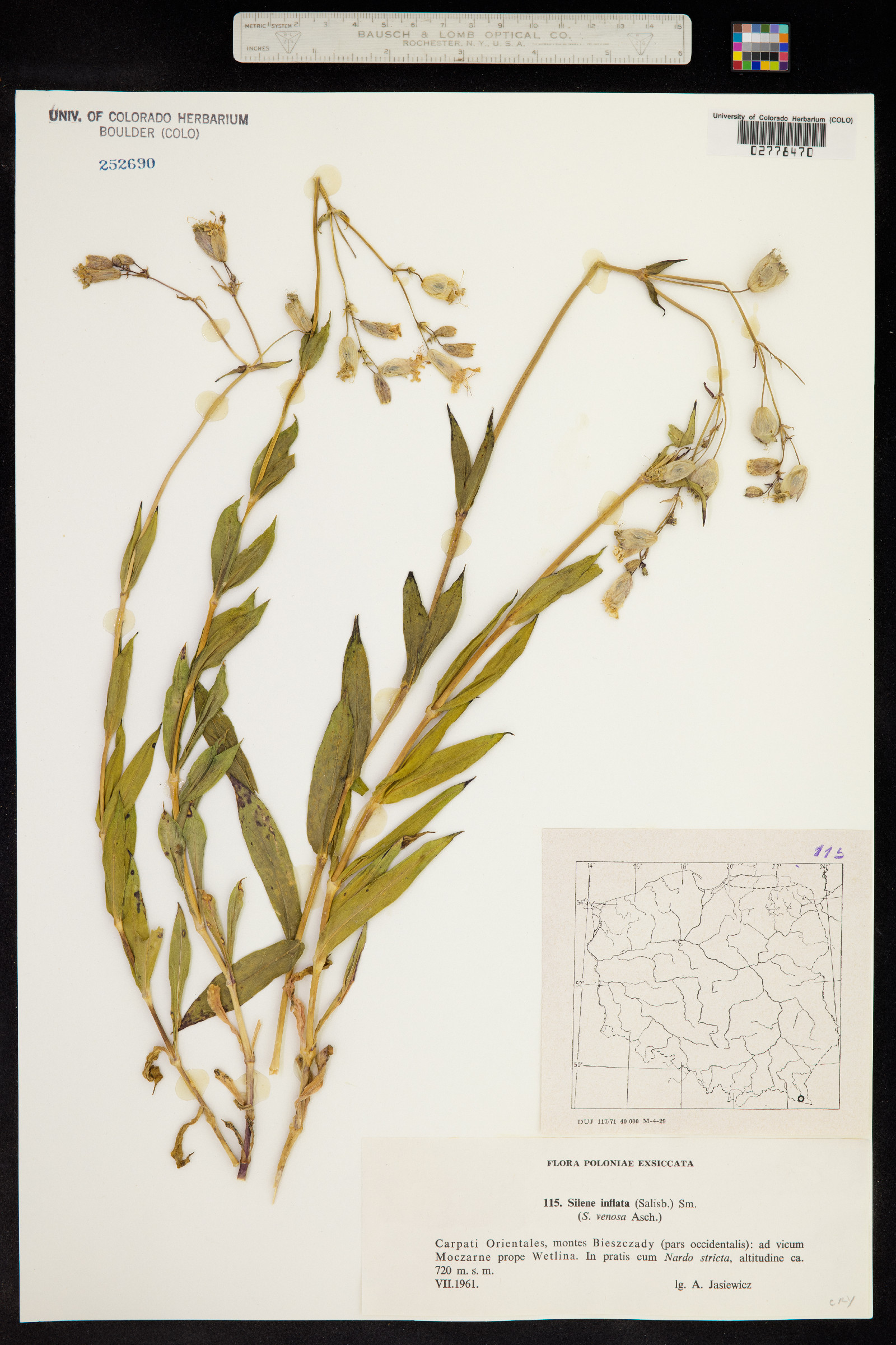 Silene vulgaris image