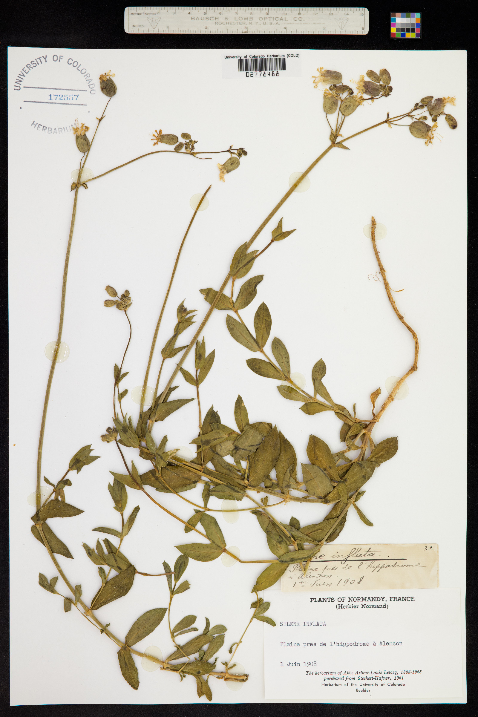 Silene vulgaris image