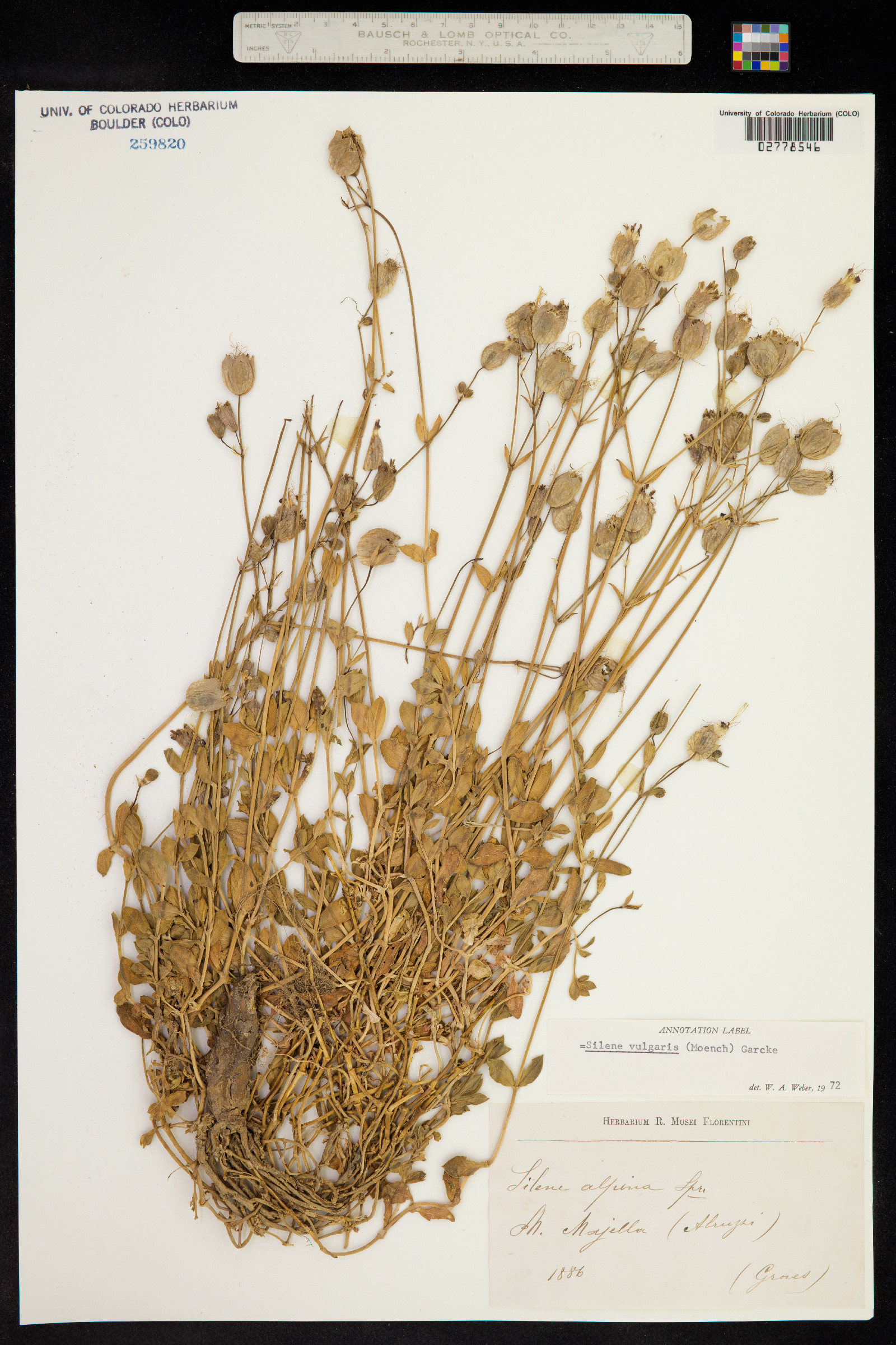 Silene vulgaris image