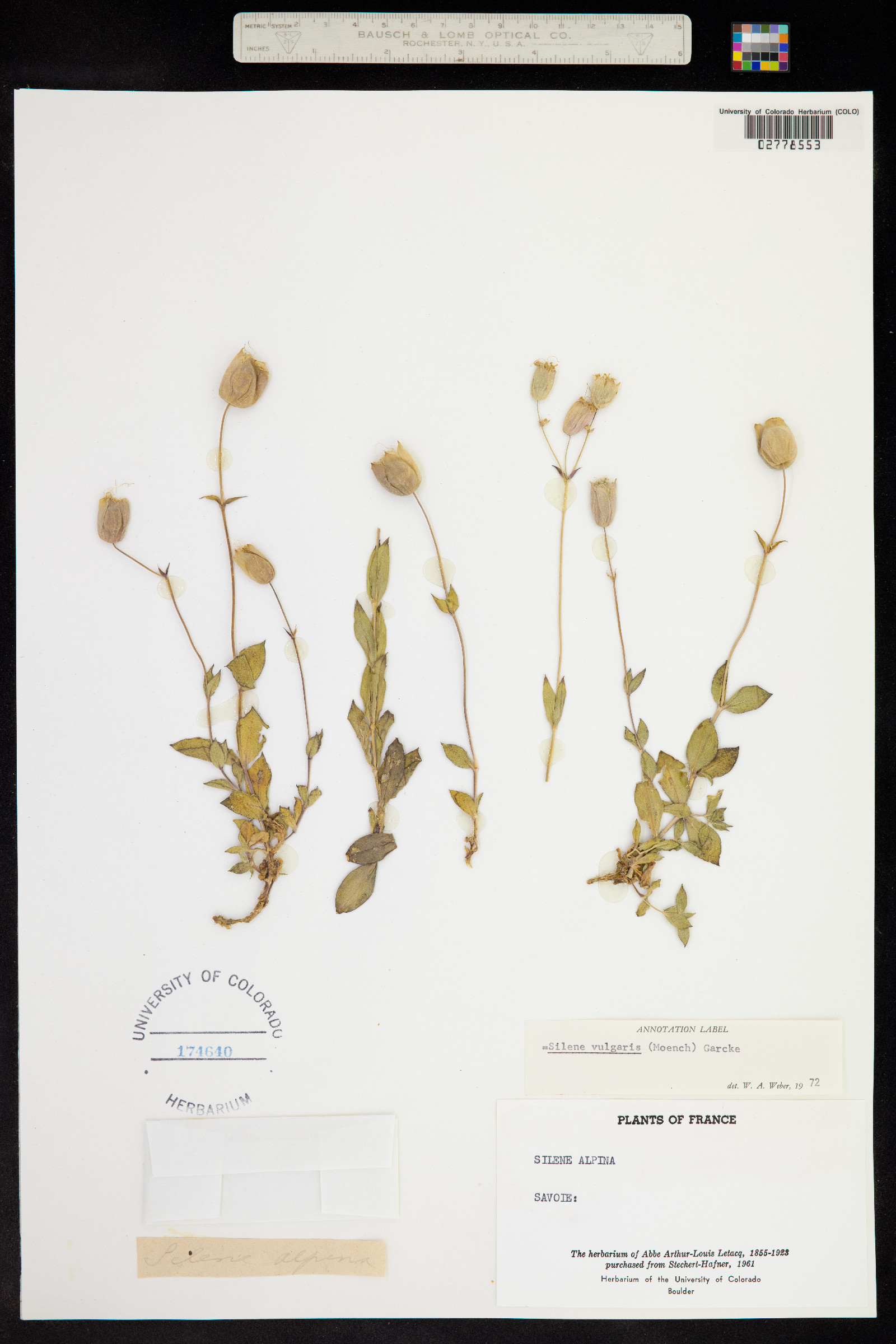 Silene vulgaris image