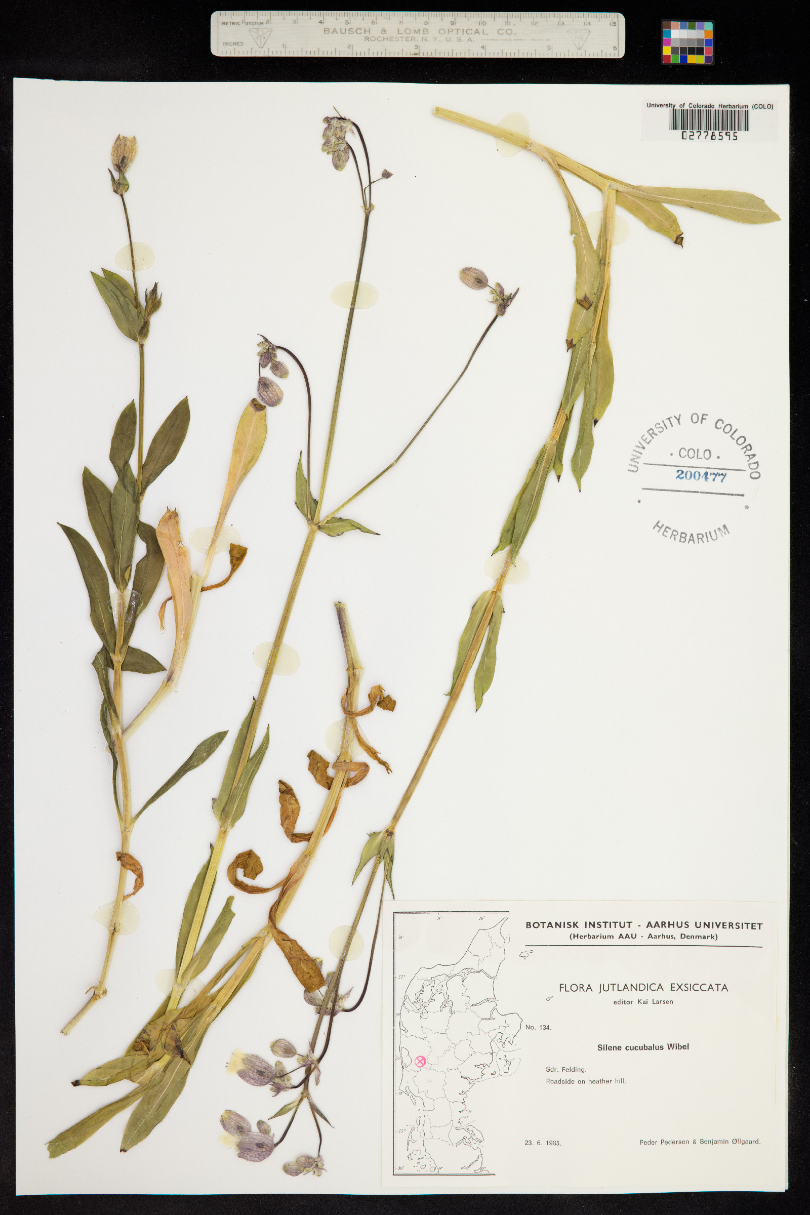 Silene vulgaris image