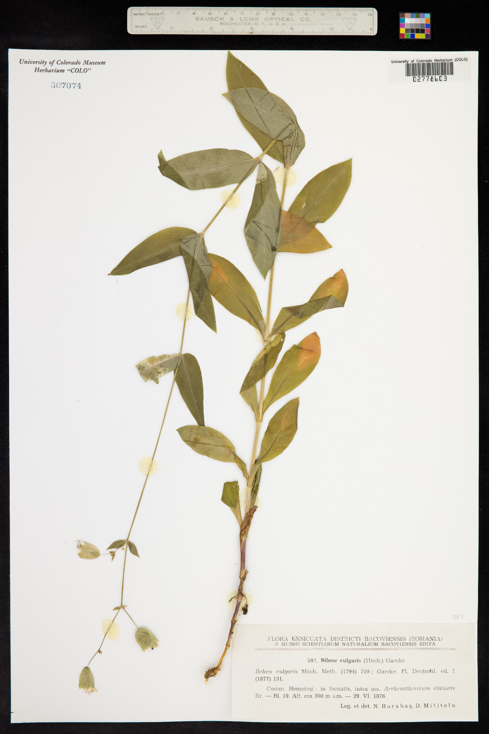 Silene vulgaris image