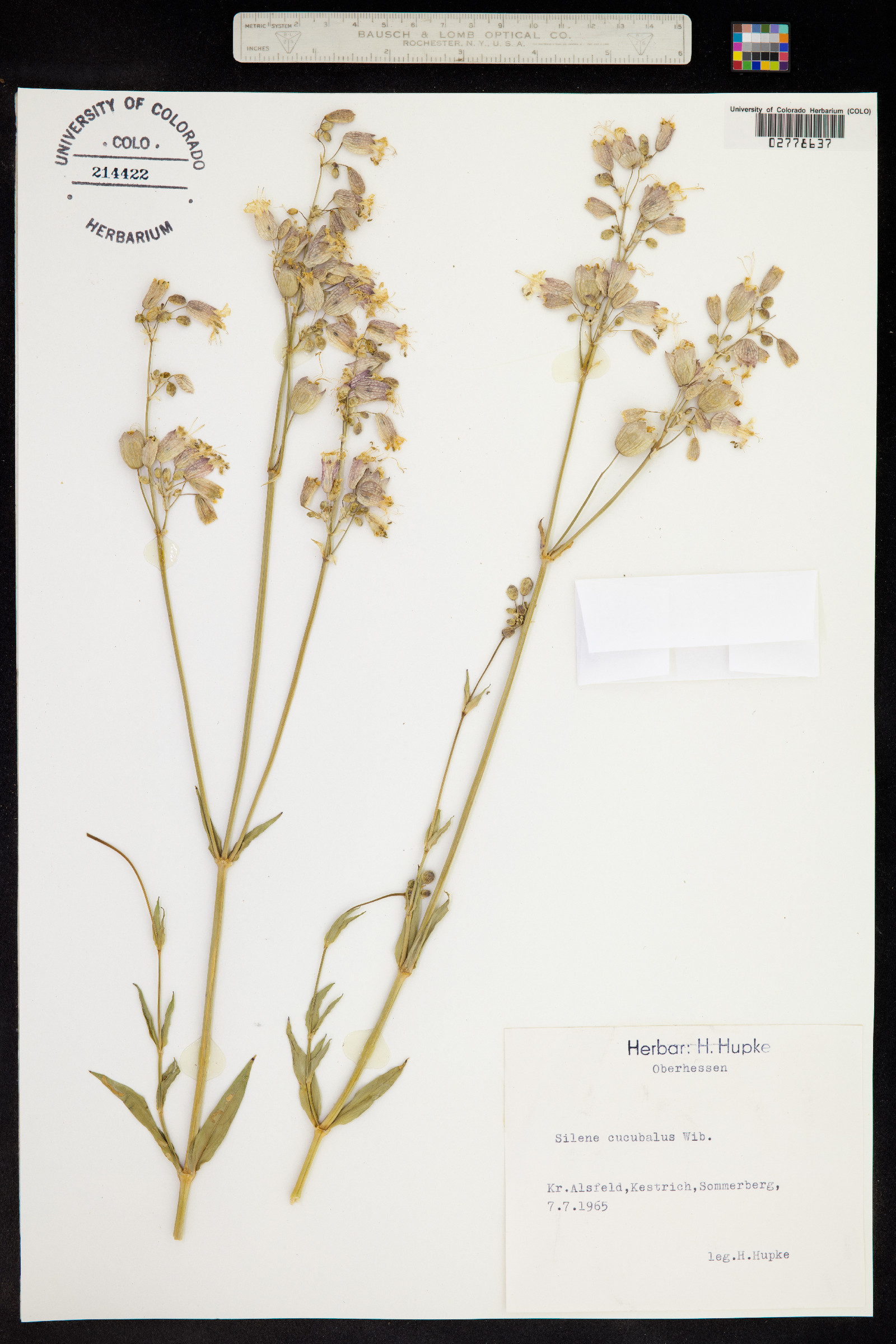 Silene image