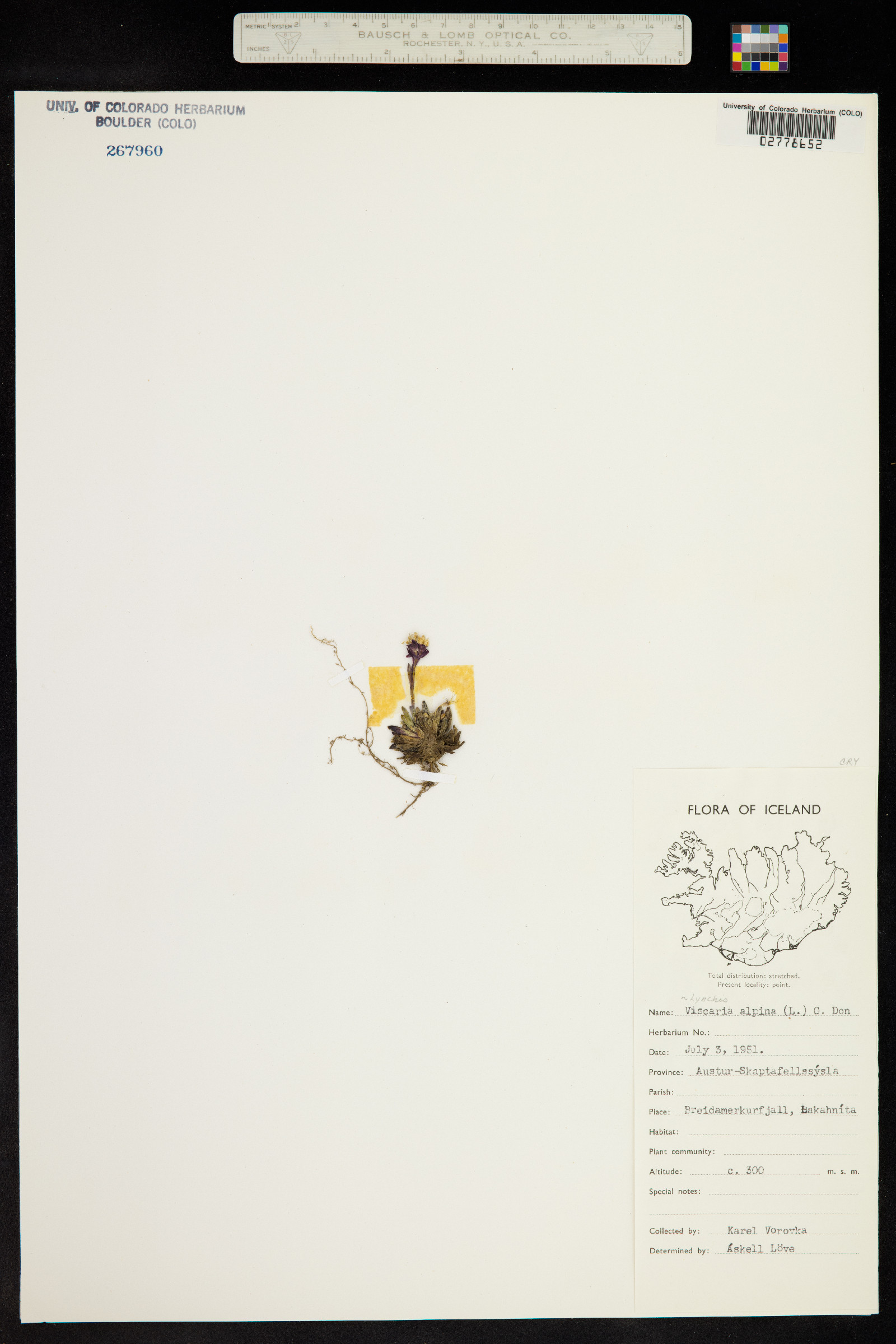 Silene suecica image