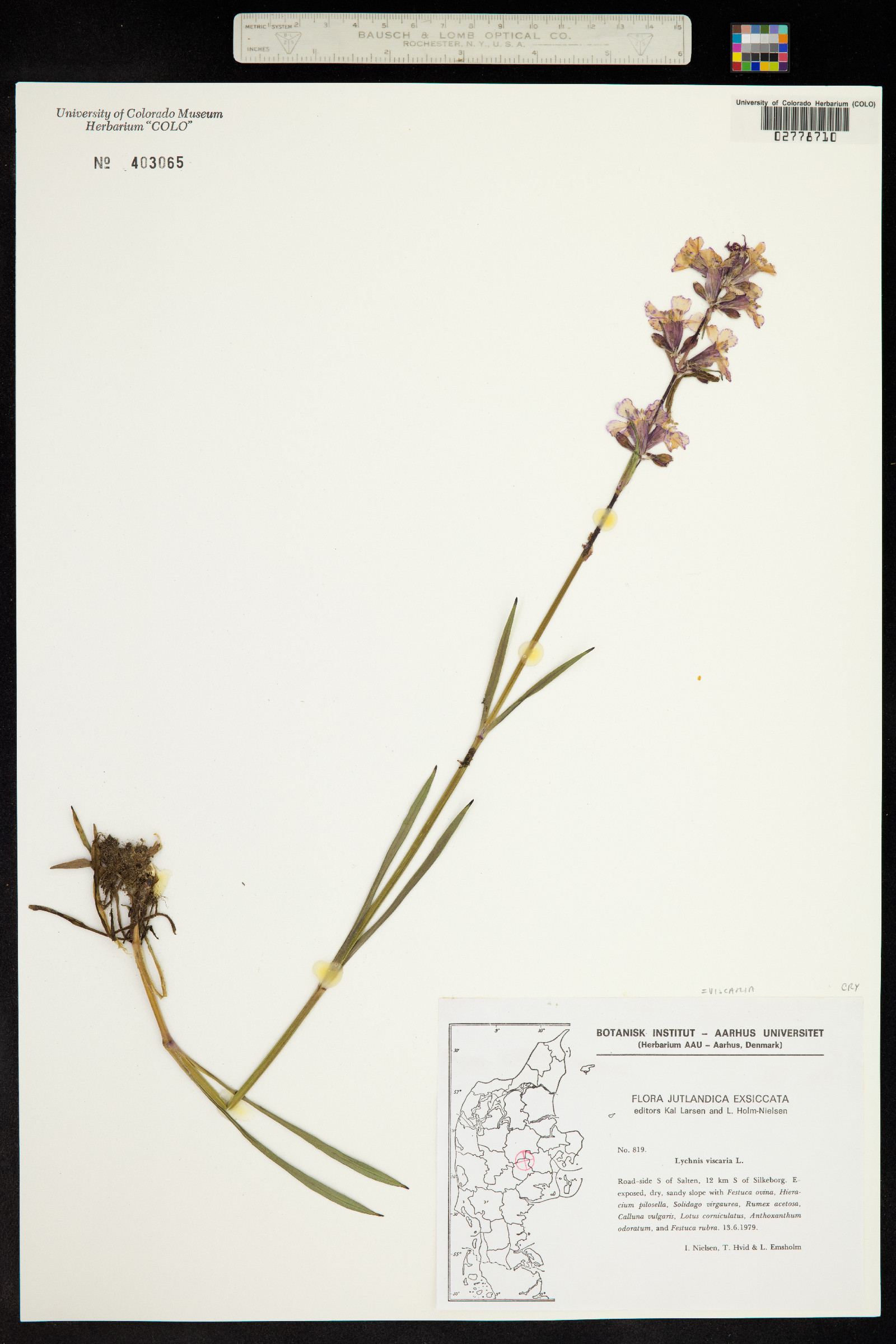 Viscaria vulgaris image
