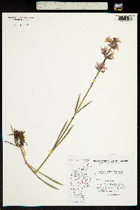 Silene viscaria ssp. viscaria image