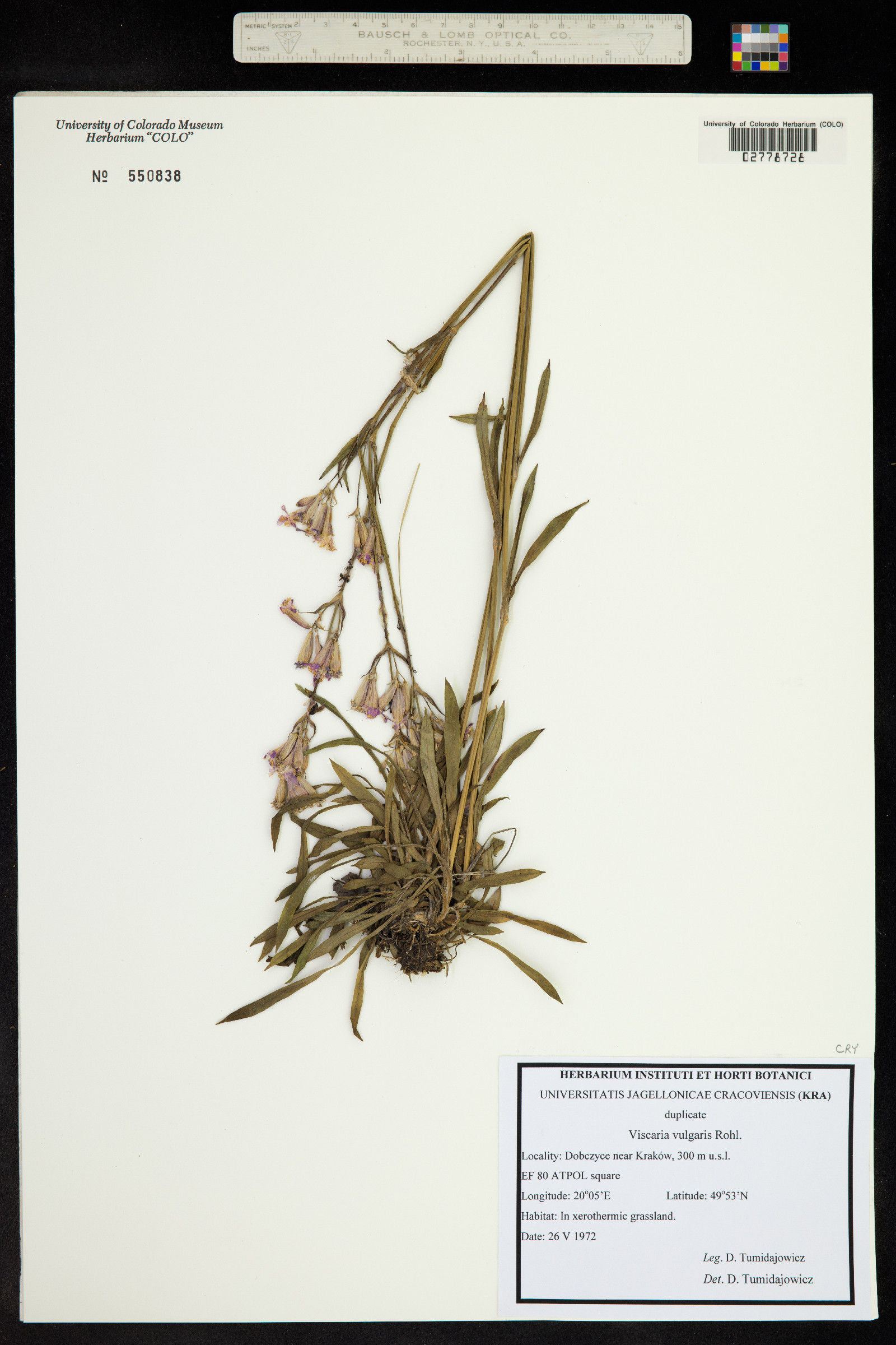 Viscaria vulgaris image
