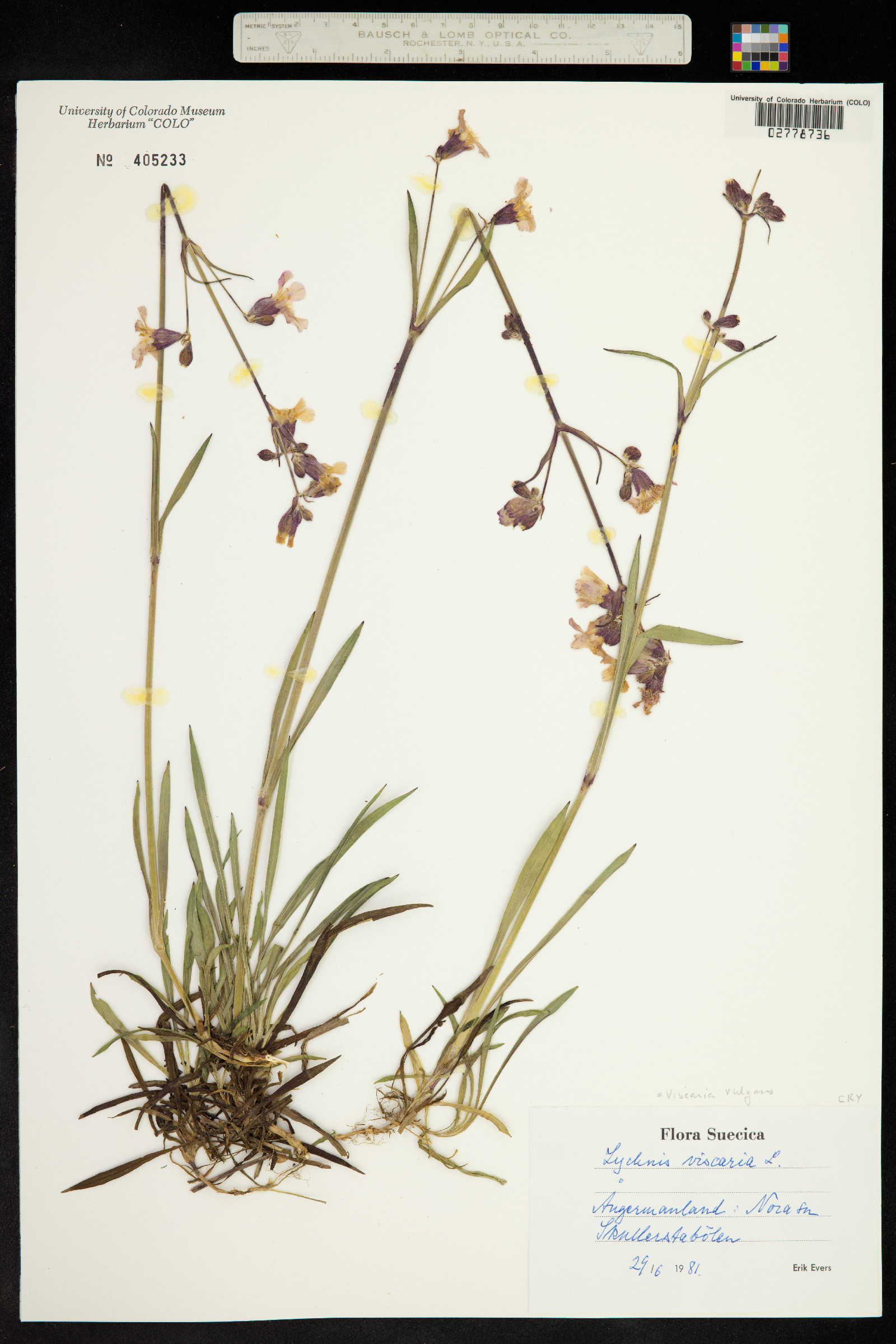 Silene viscaria ssp. viscaria image