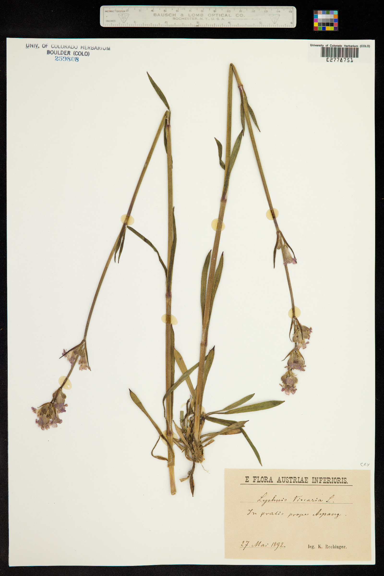 Silene viscaria ssp. viscaria image