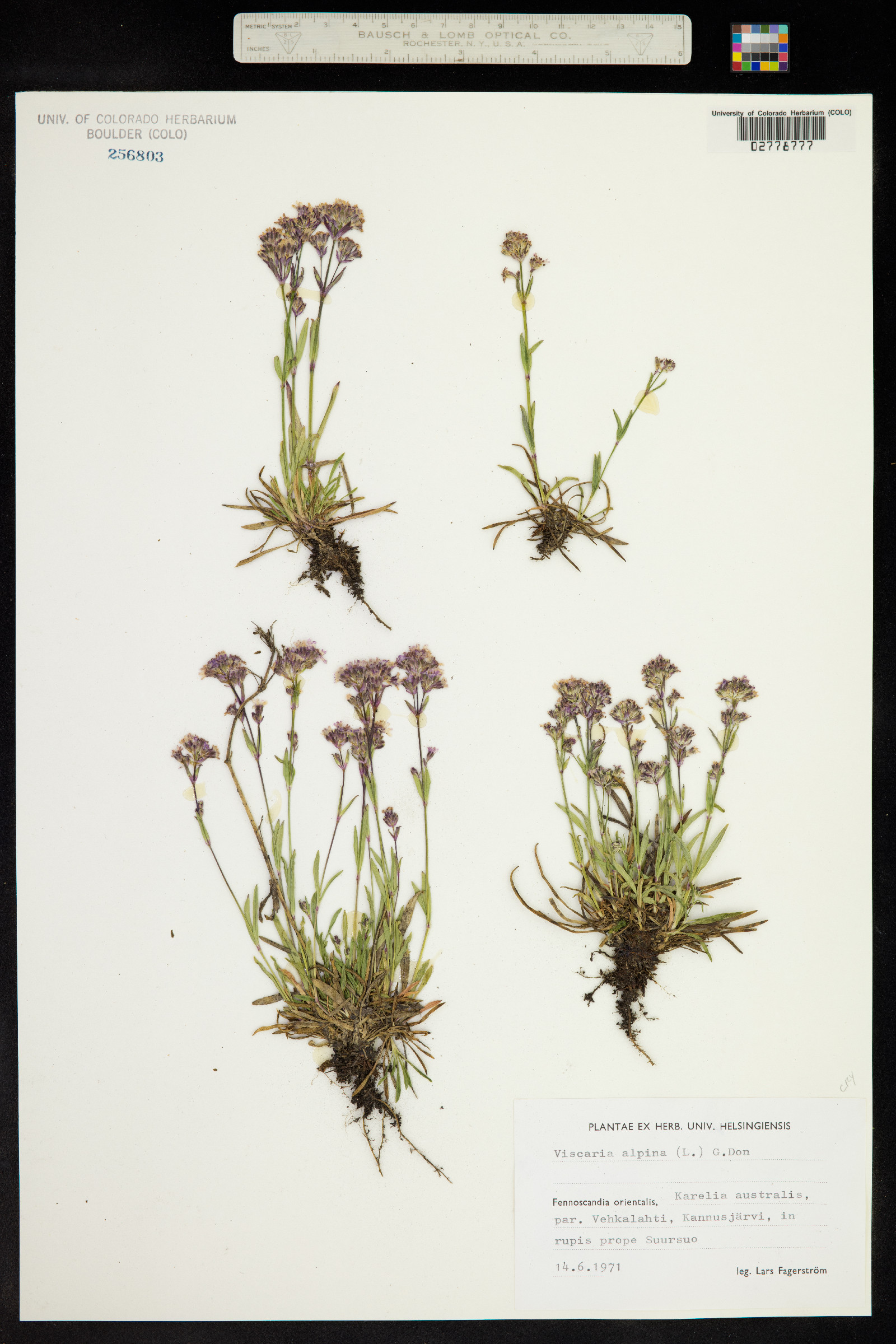 Silene suecica image