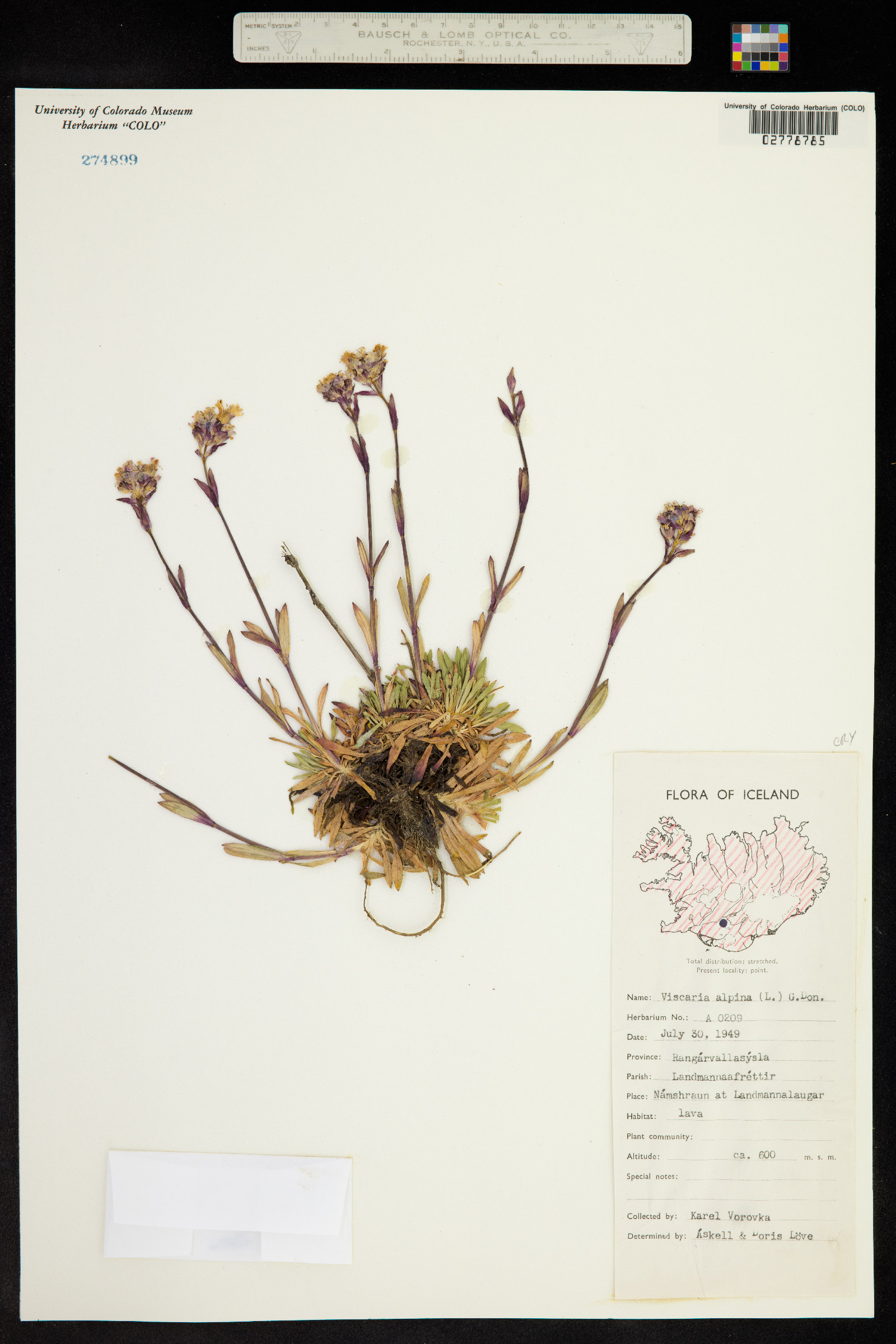 Silene suecica image