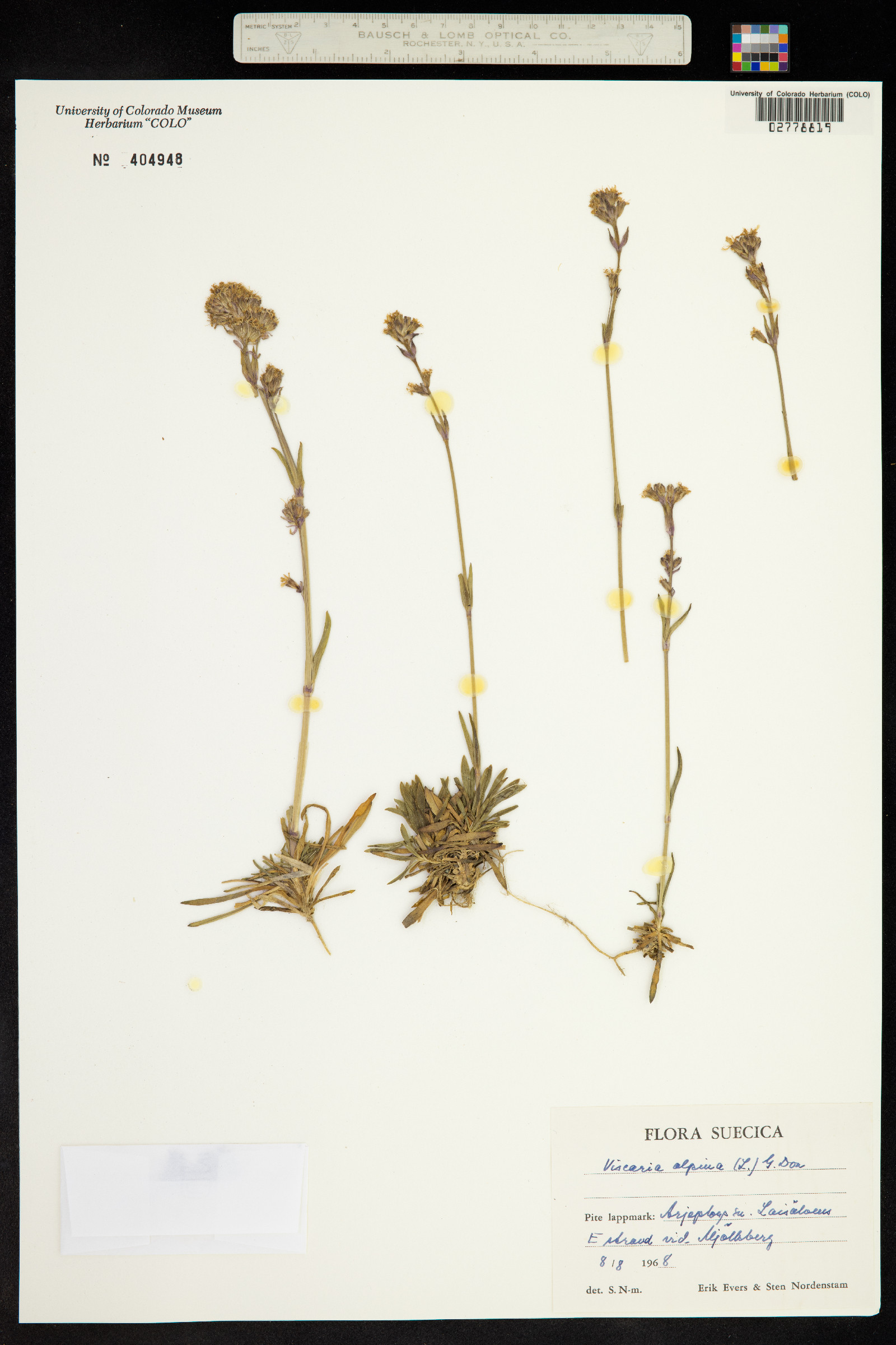 Viscaria alpina image