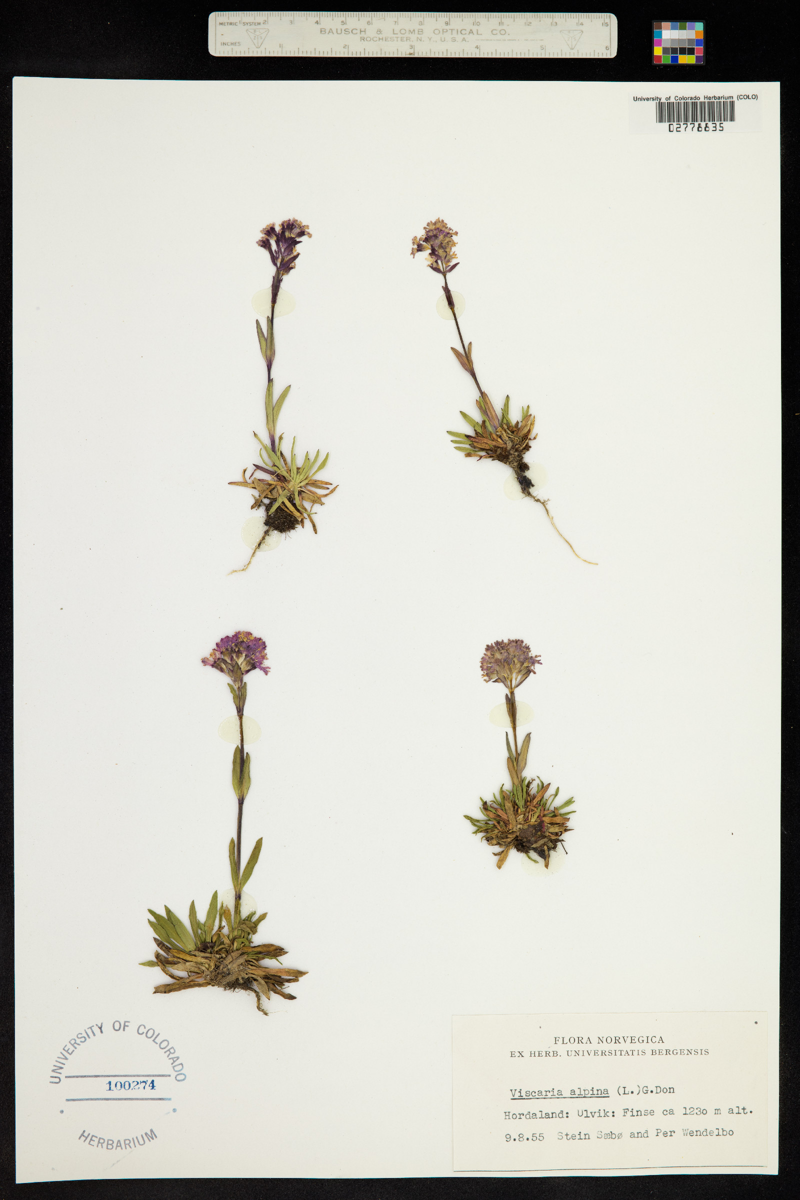 Silene suecica image