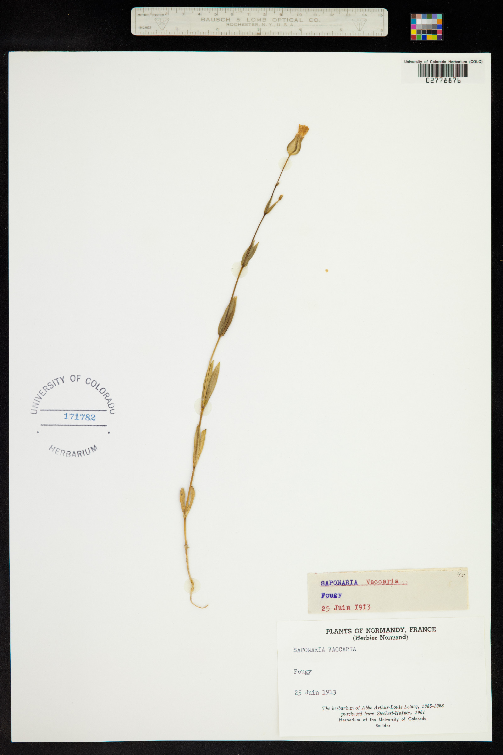 Vaccaria hispanica image