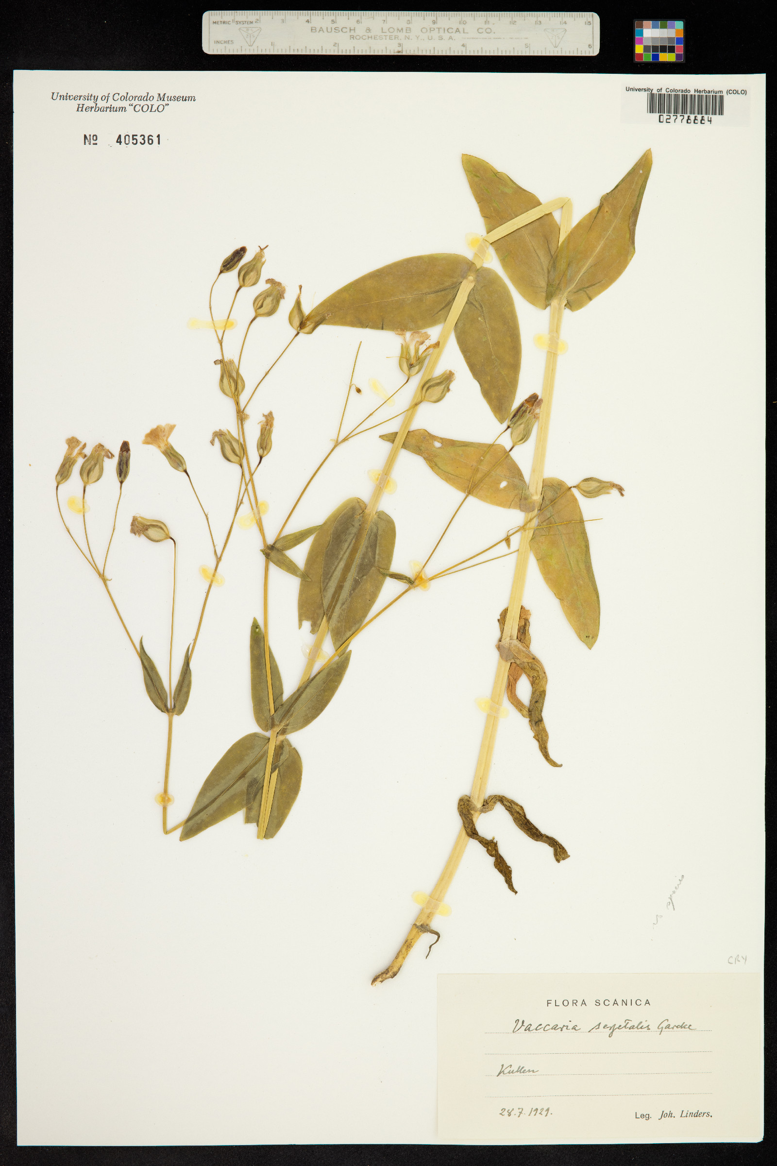 Vaccaria hispanica image