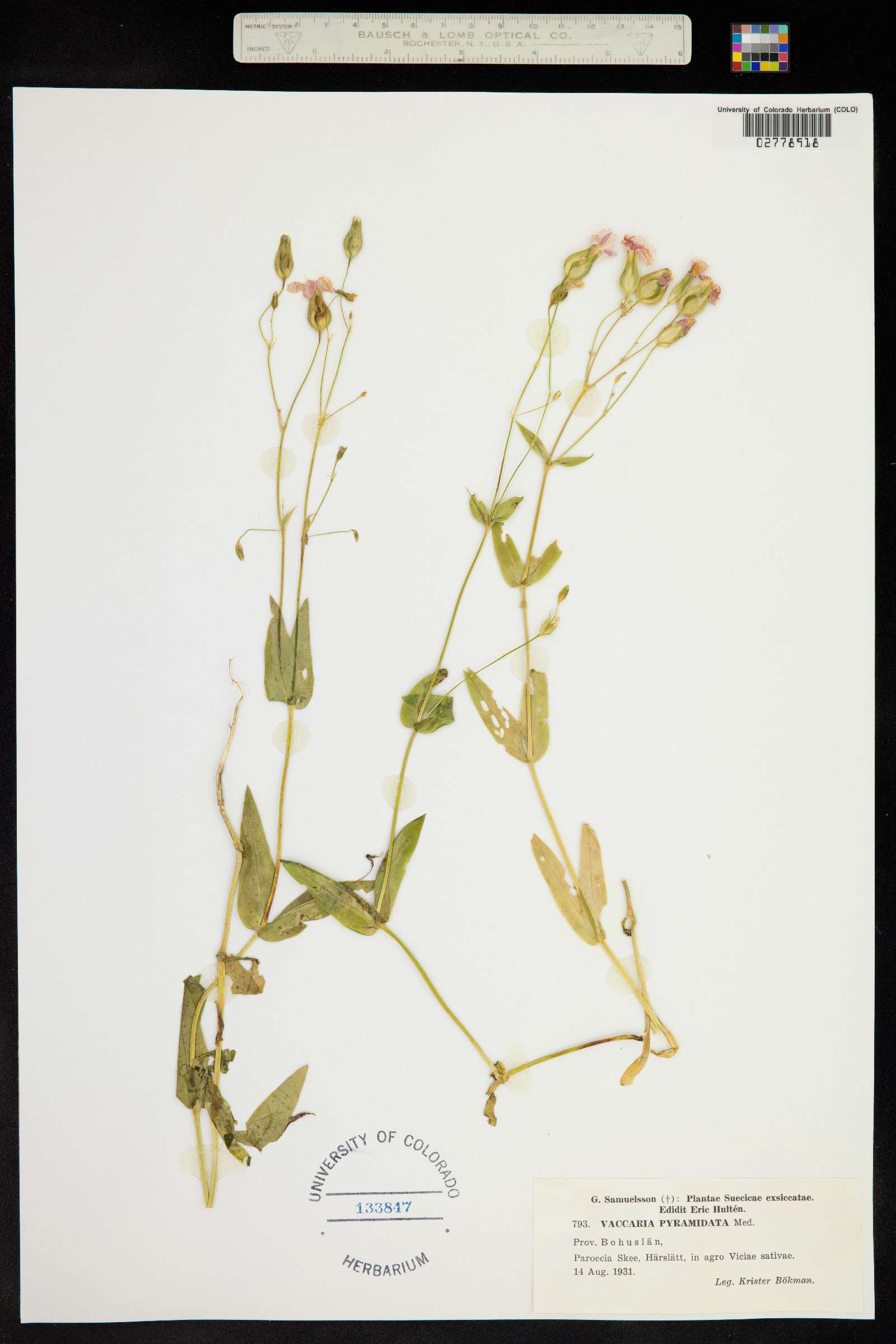 Vaccaria hispanica image