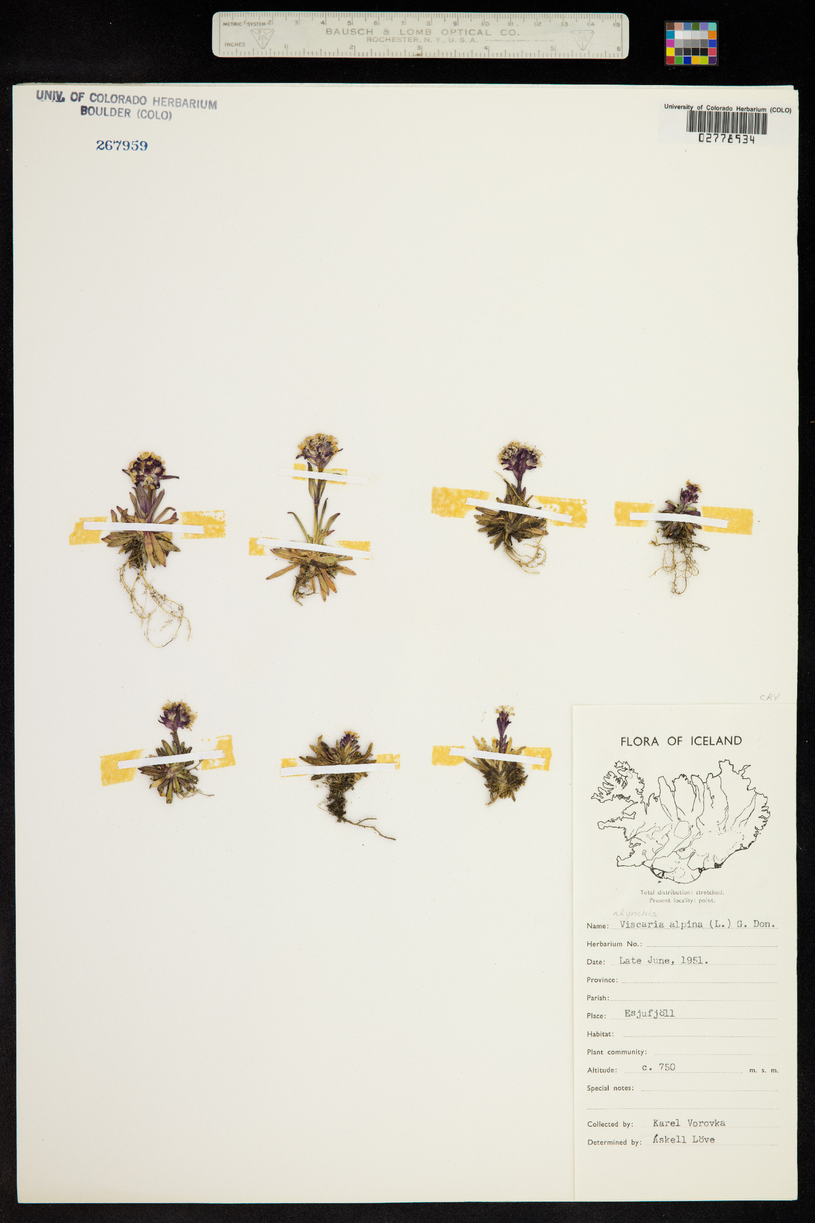 Silene suecica image