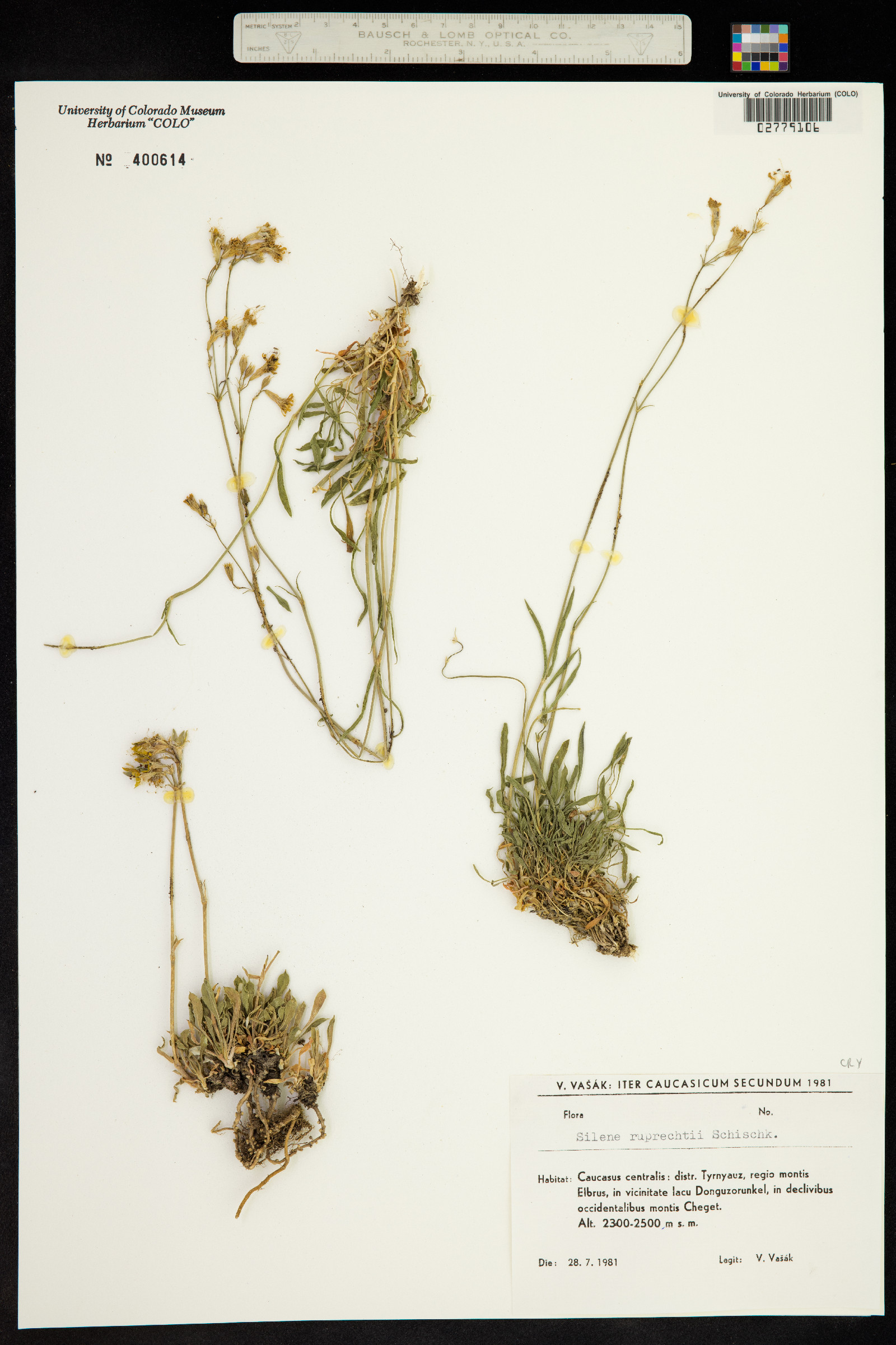Silene ruprechtii image
