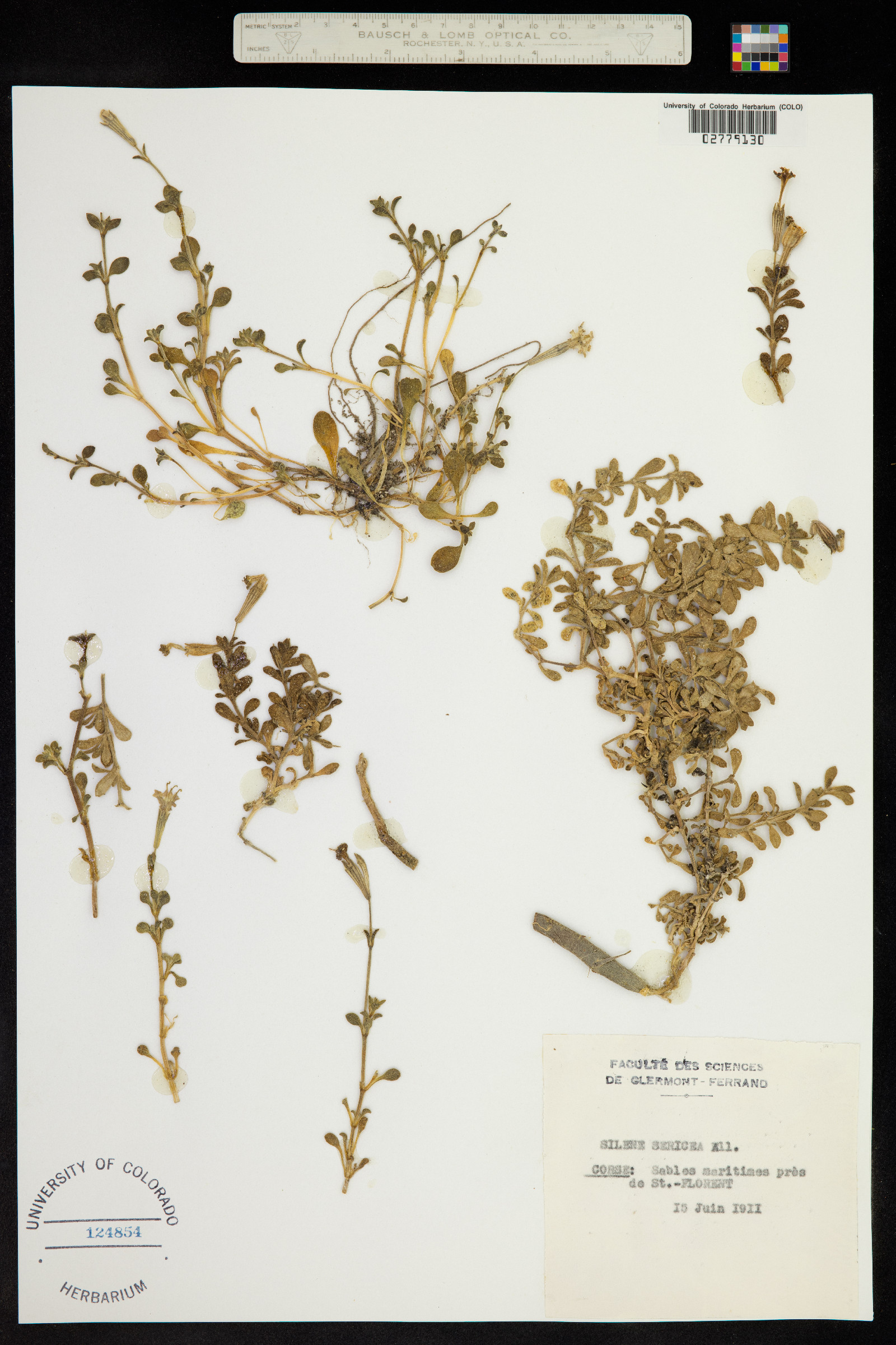 Silene sericea image